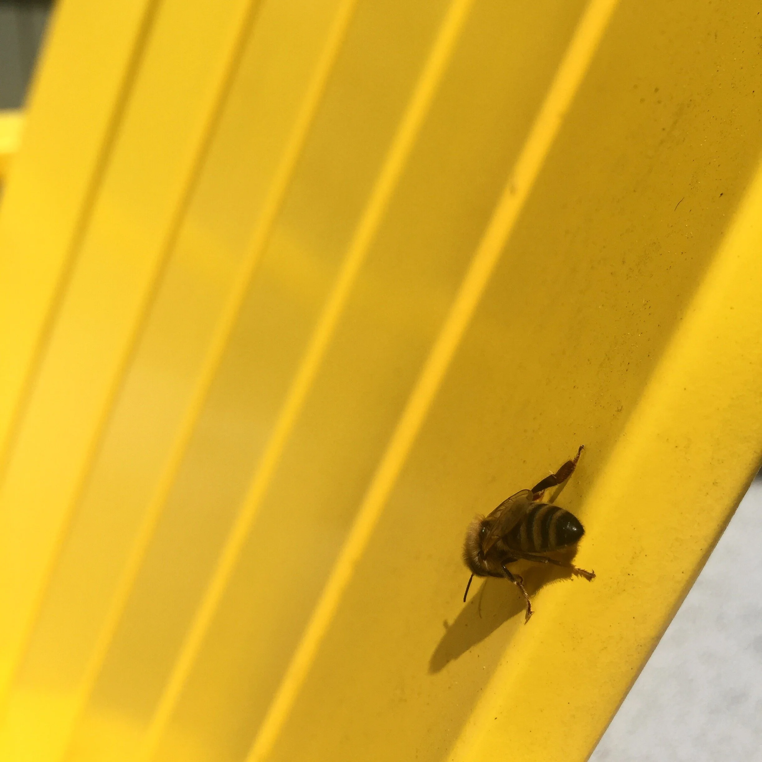 A honeybee stopped to rest while I was sitting outside.