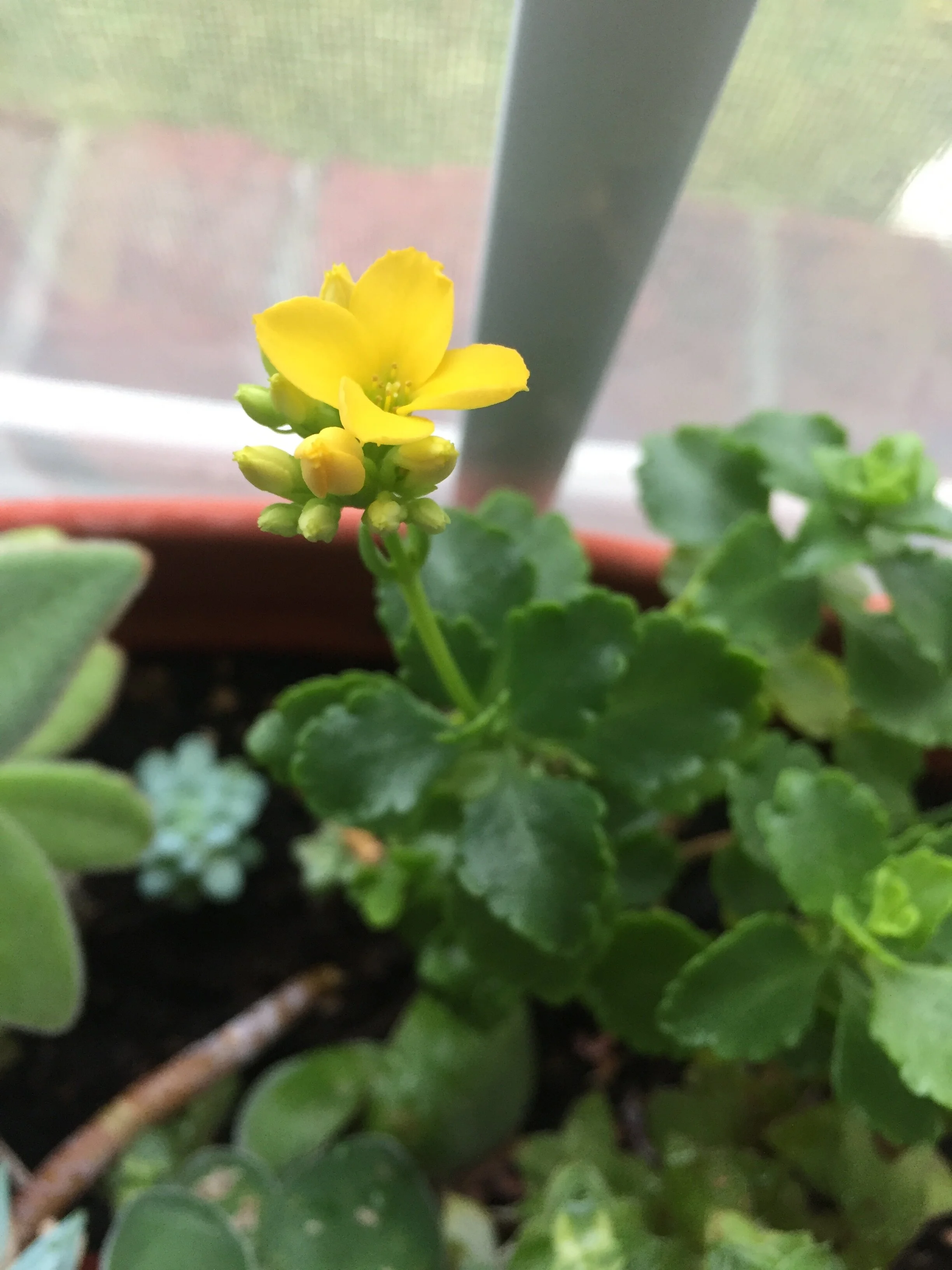 One of my succulents bloomed this winter.
