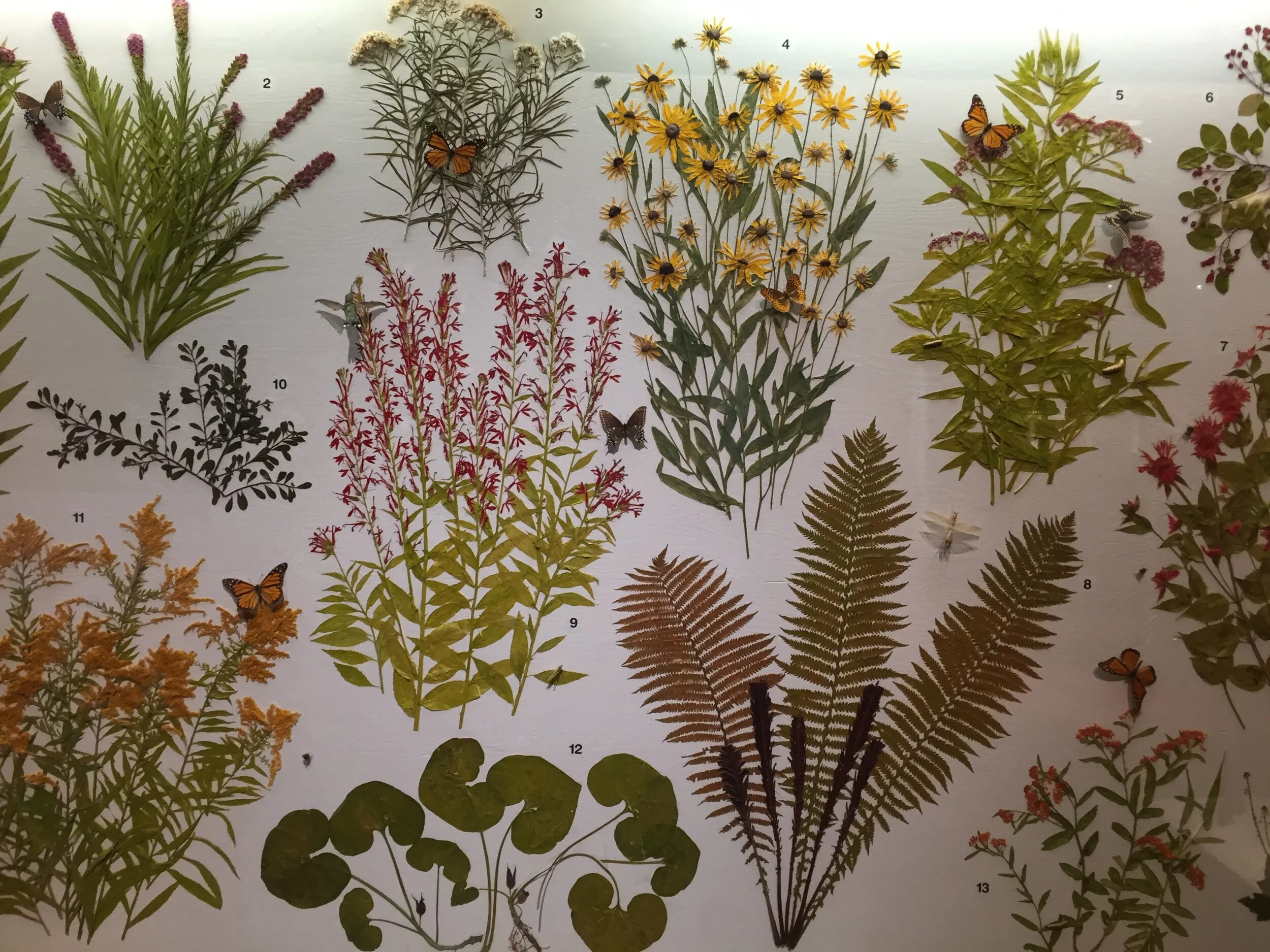 Flora in the Royal Ontario Museum.