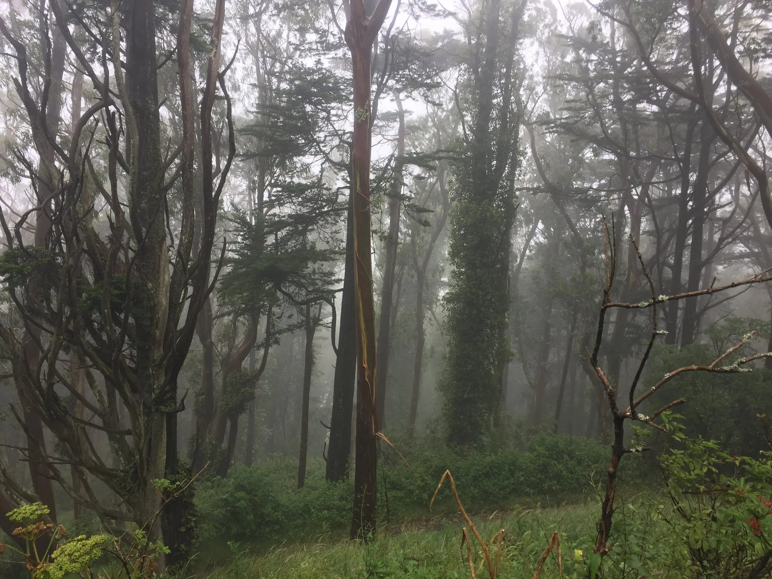Mt. Davidson in San Francisco.