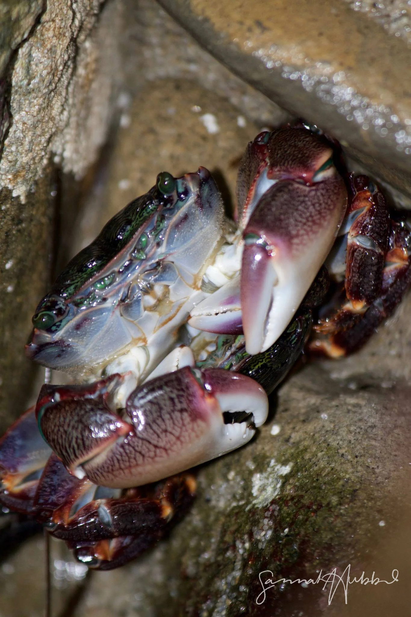 Crab_Website.jpg