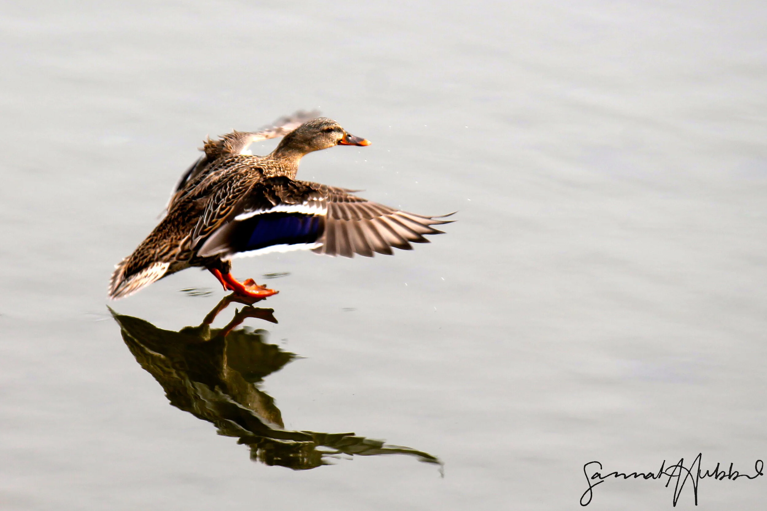 Duck_Website.jpg