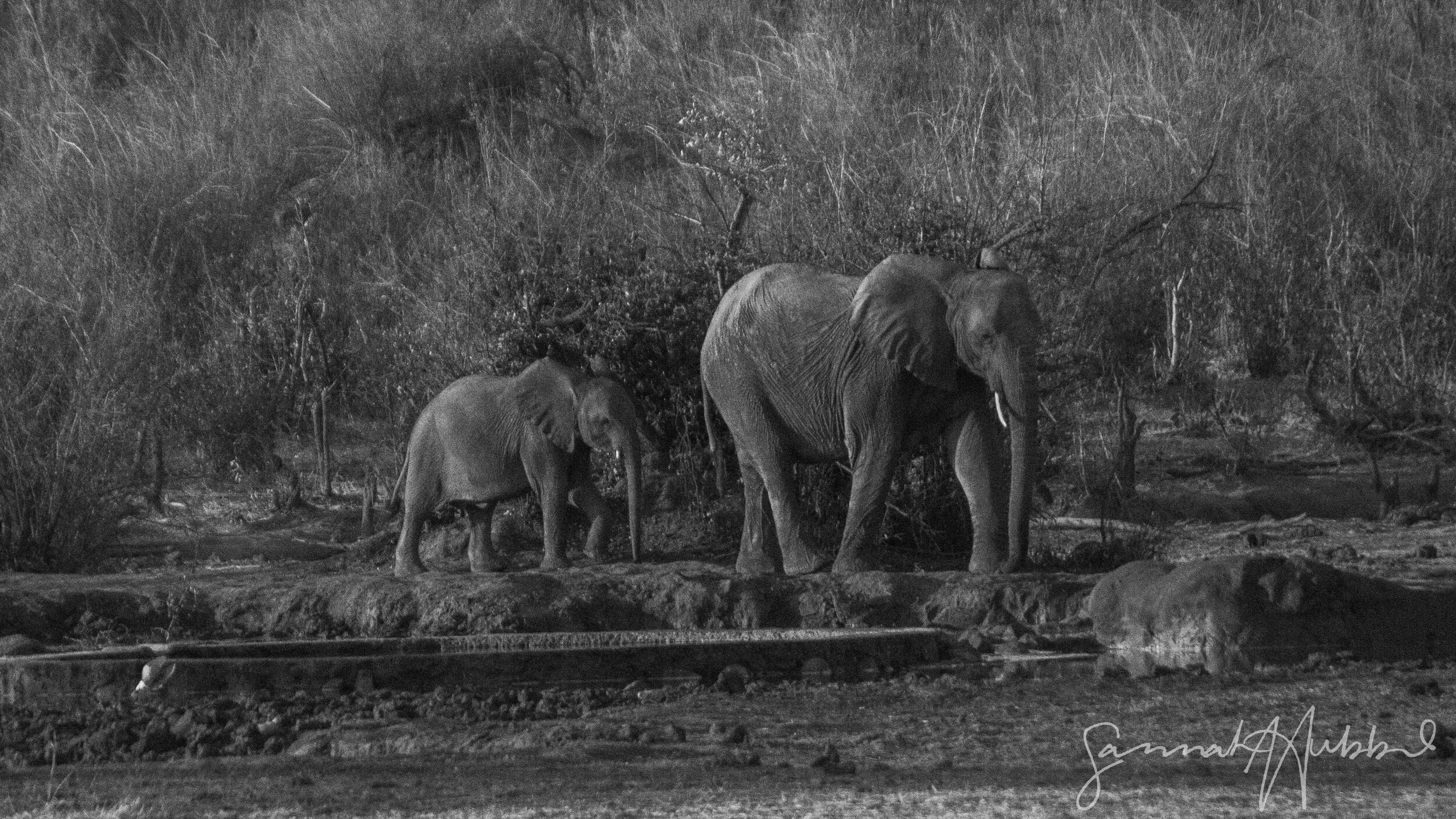 Elephant2.jpg