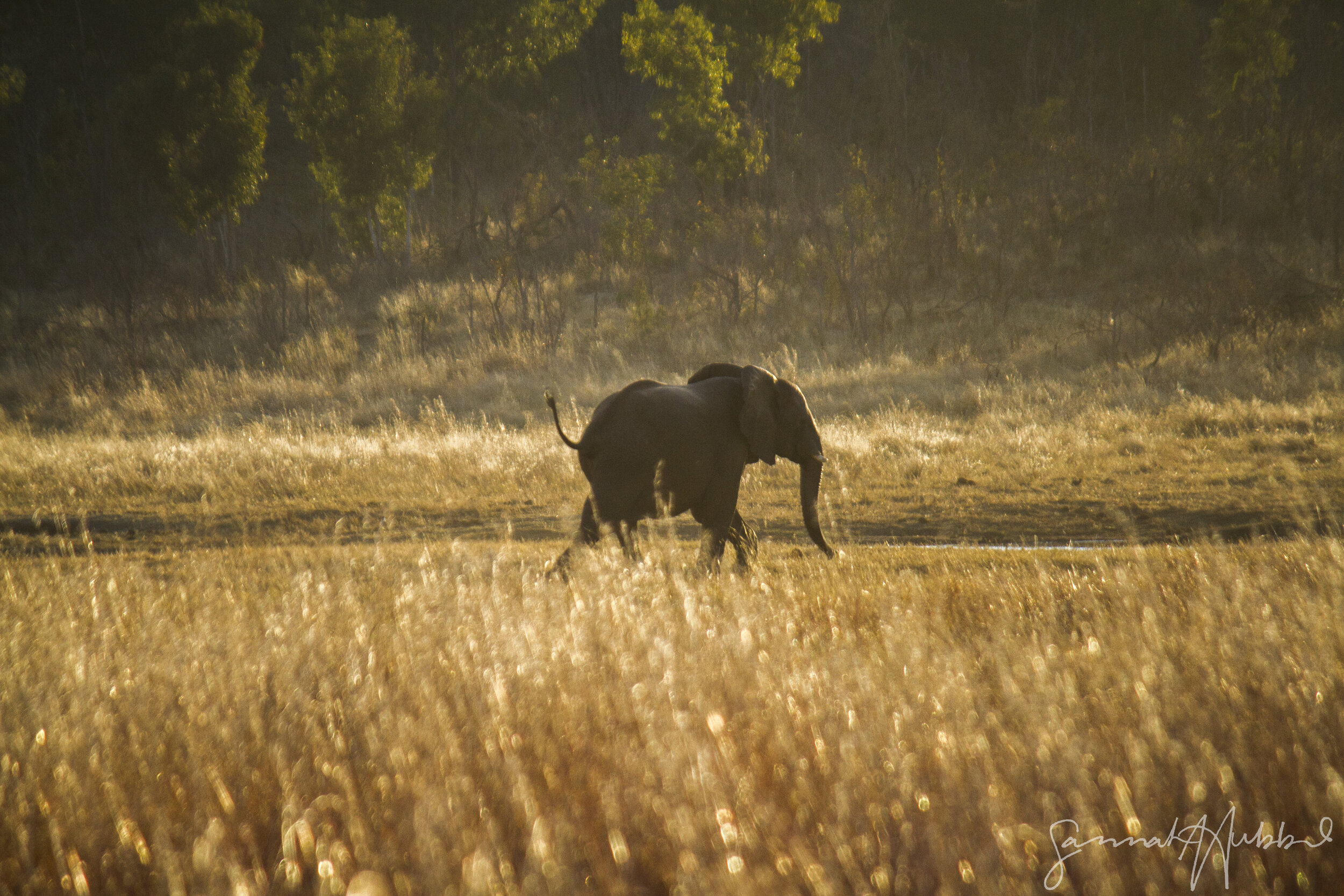 Elephant3_Website.jpg