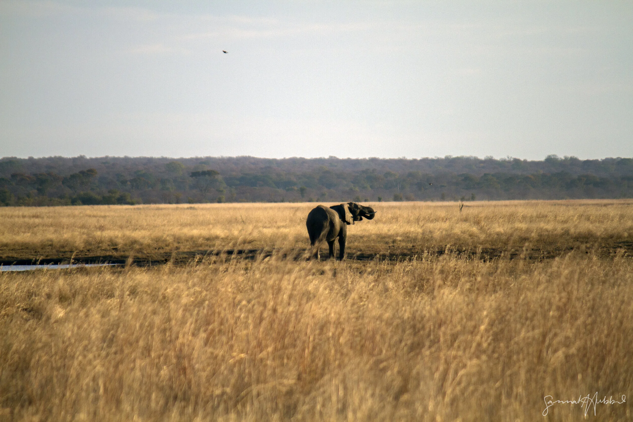 Elephant drinking_Website.jpg