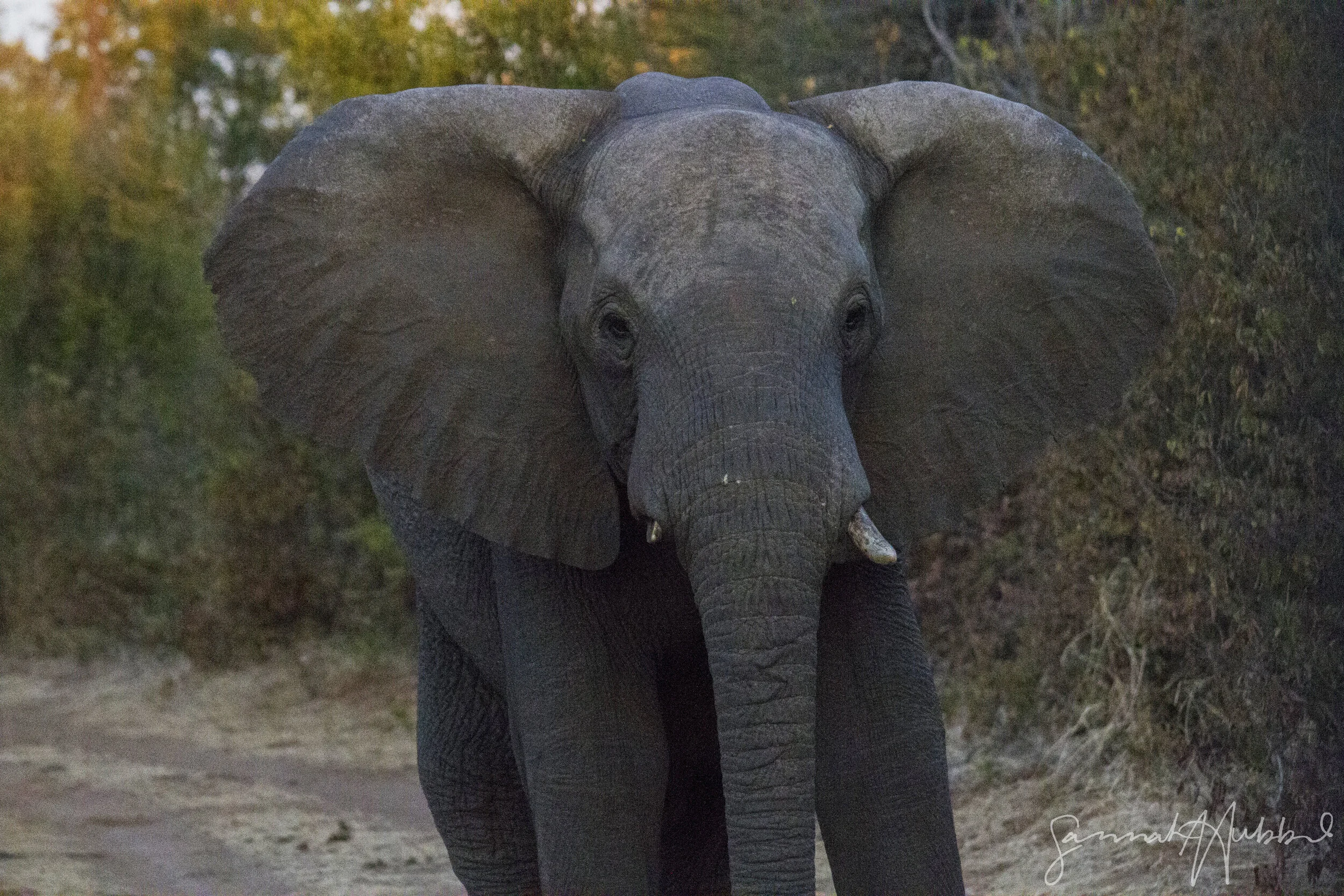 Elephant1_Website.jpg