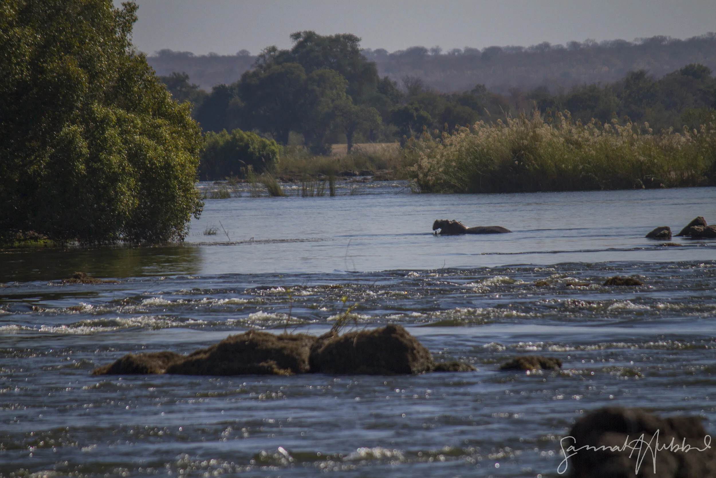 Zambezi National Park, Zimbabwe, Africa