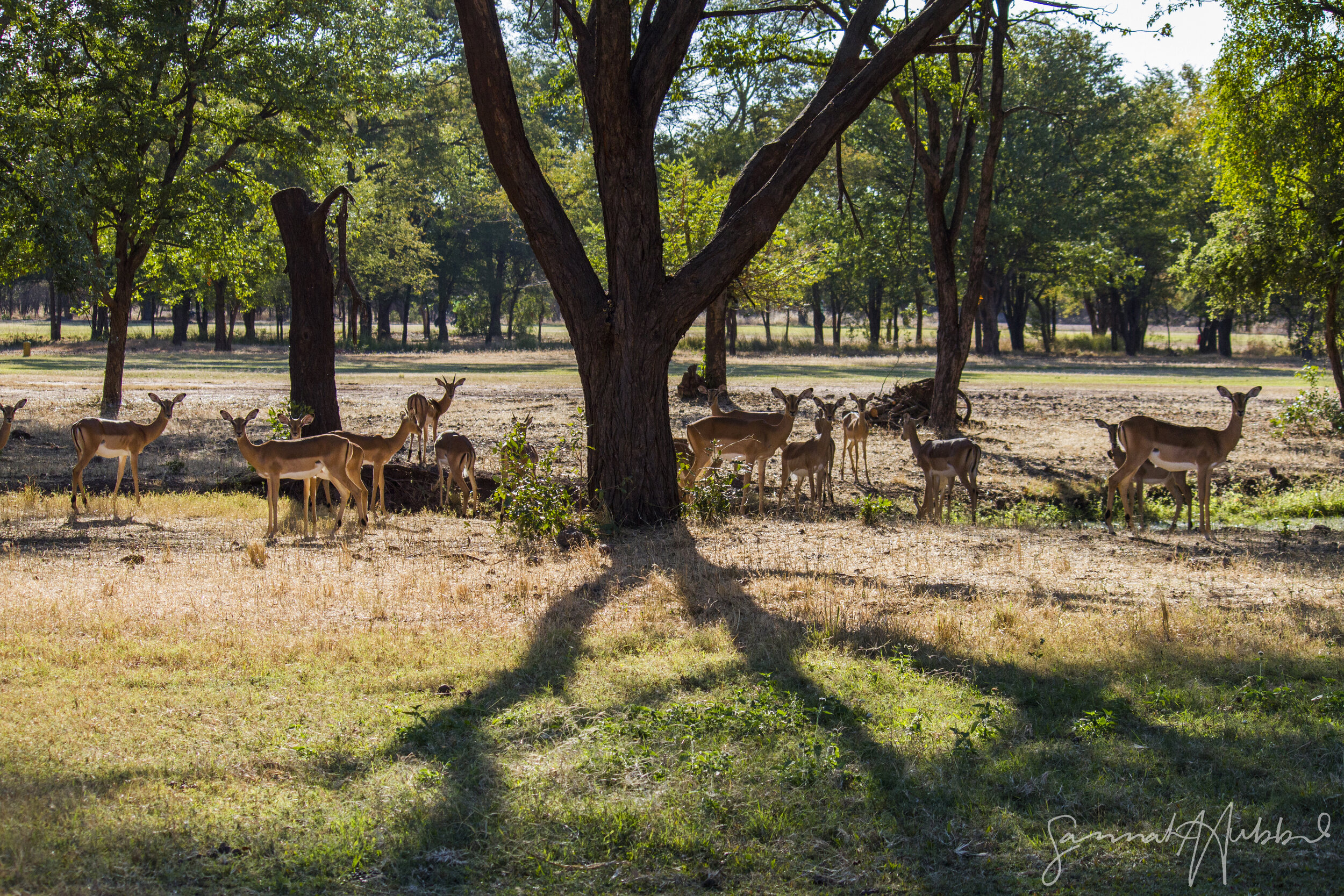 Impala1_Website.jpg