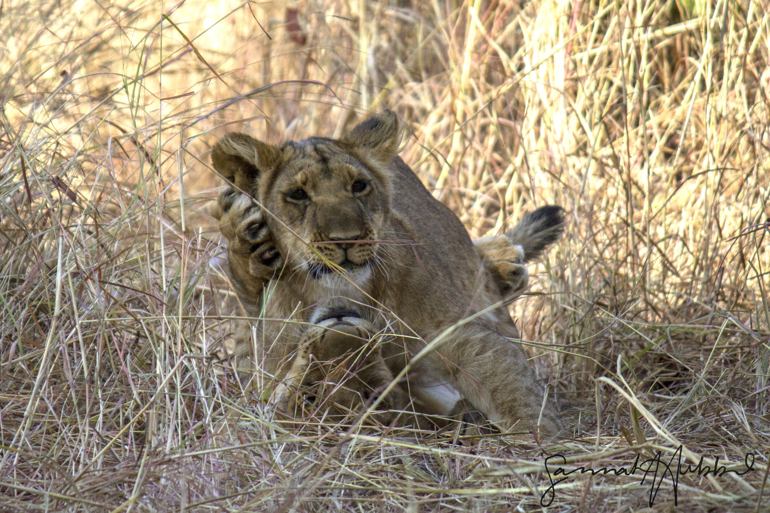 lions12_Website.jpg