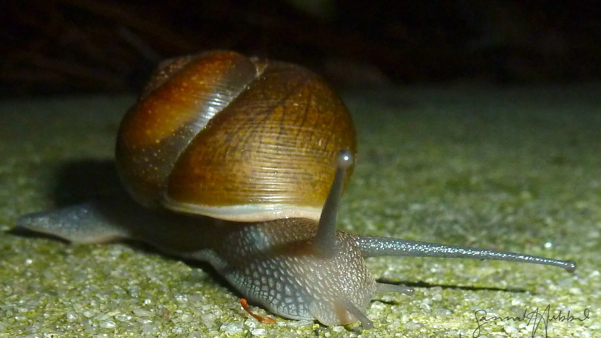 Snails_Website.jpg