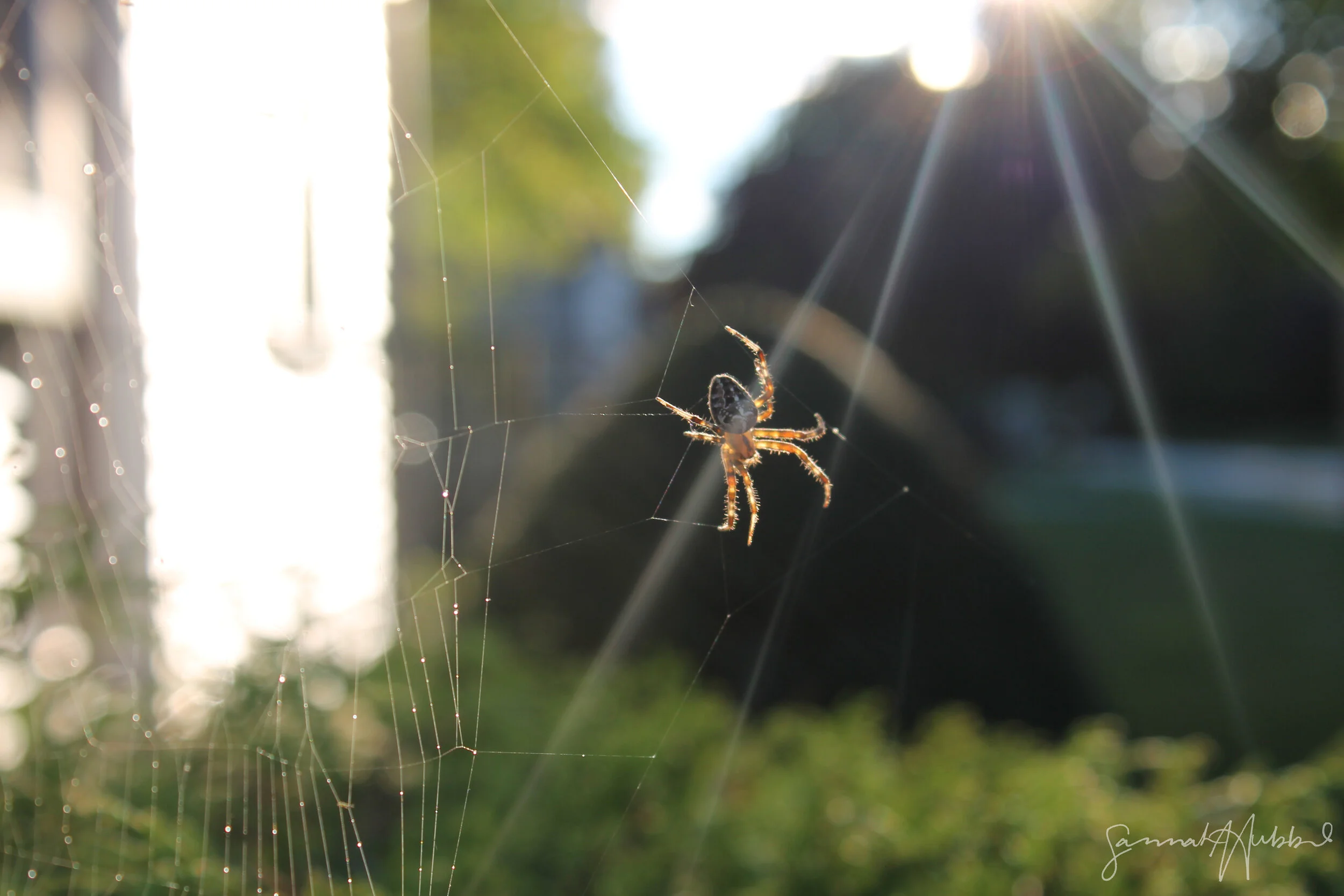 Spider_Website.jpg