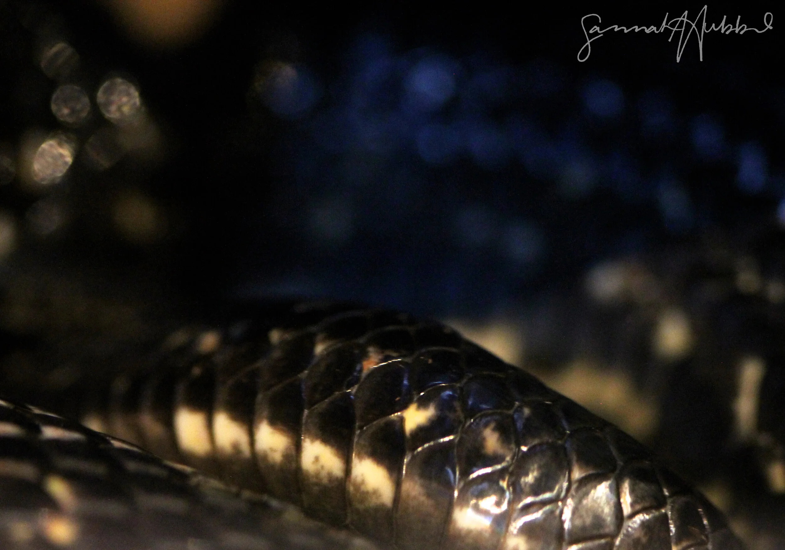 Snake_Website.jpg