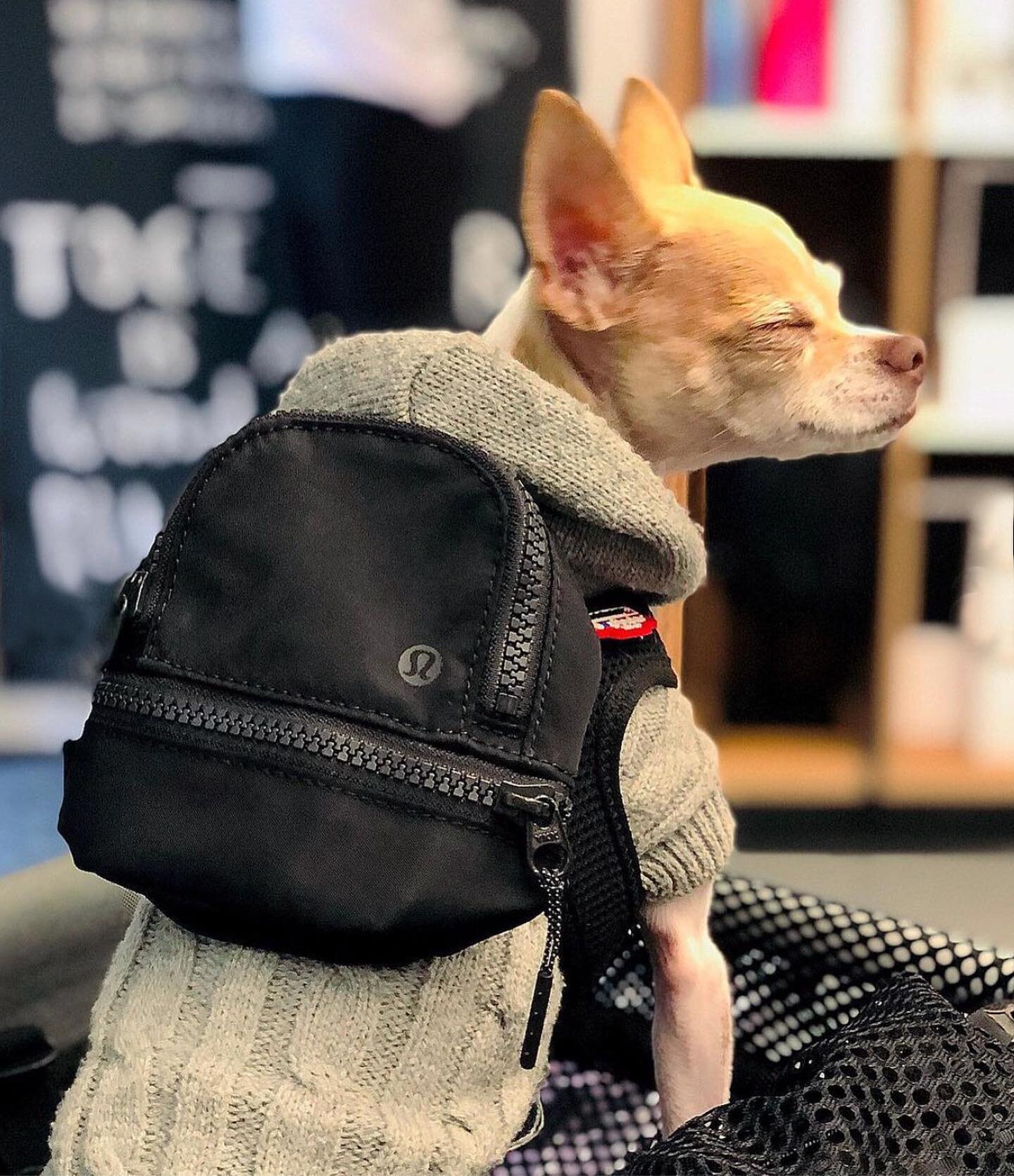 Back in 2017, I created a little bag charm with the wonderful Lululemon accessories team. 
Three years later, the City Adventure Nano is finally out and.. what can I say ? 

It wasn&rsquo;t designed for dogs, but it&rsquo;s hard to resist the cutenes