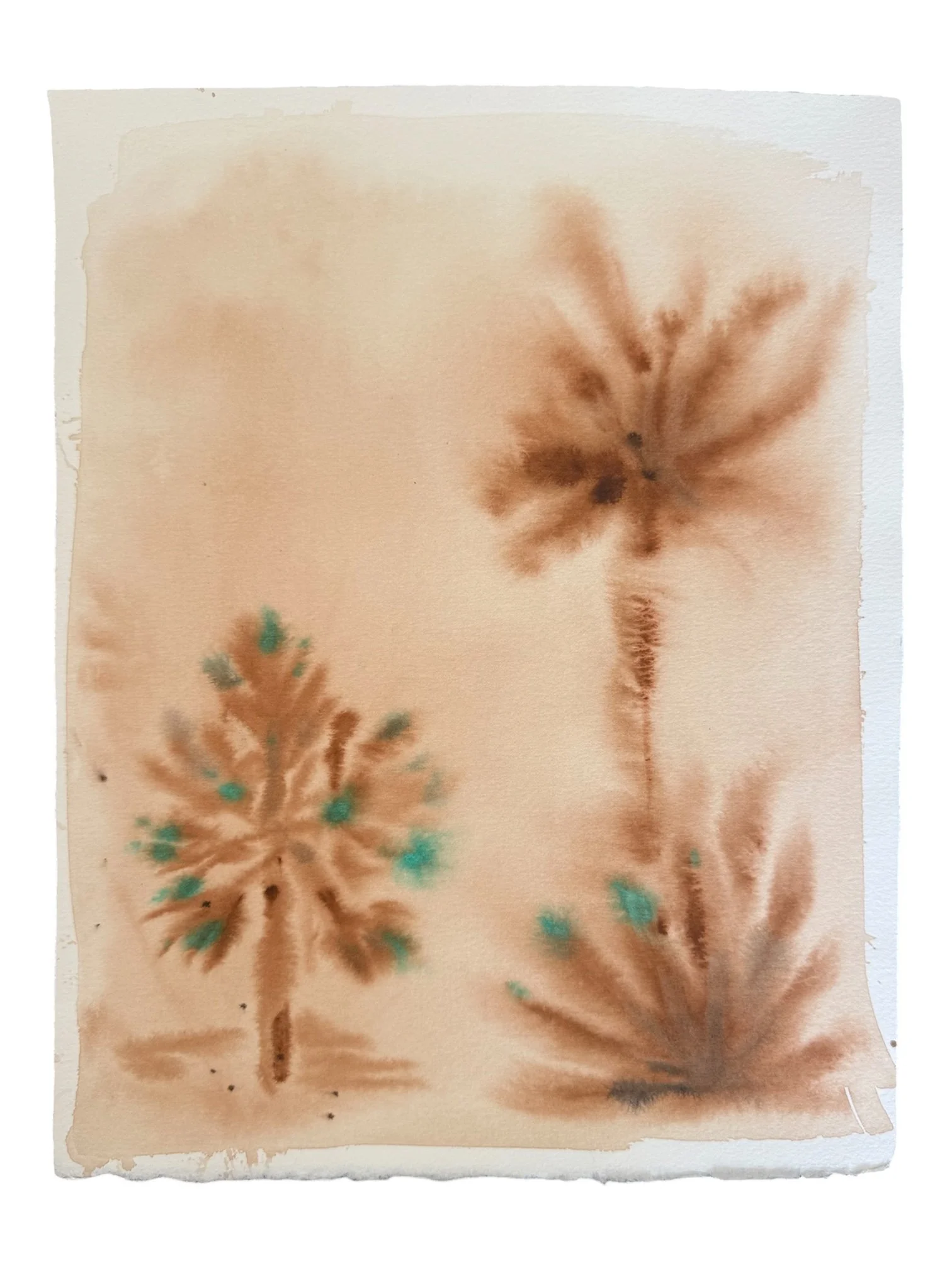 Hazy Palms