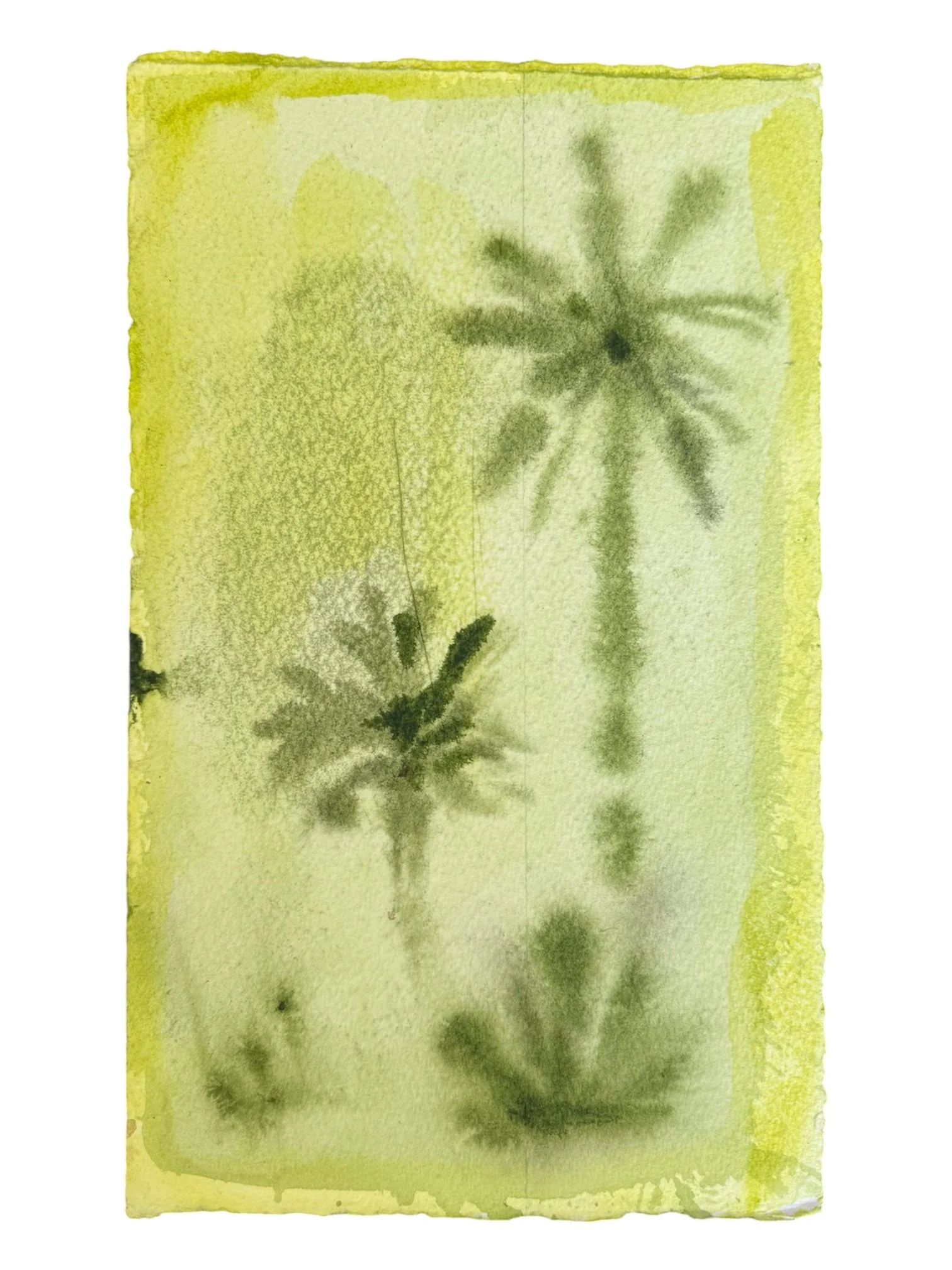 Citrus Palms