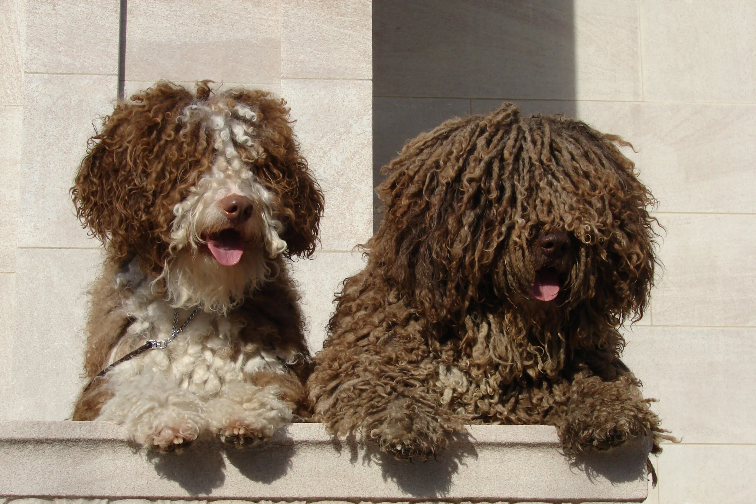 spanish water dog water dog