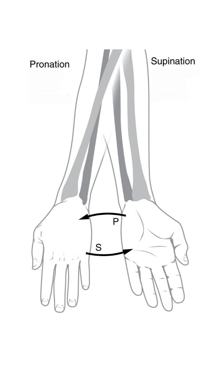 Supination and Pronation in forearm