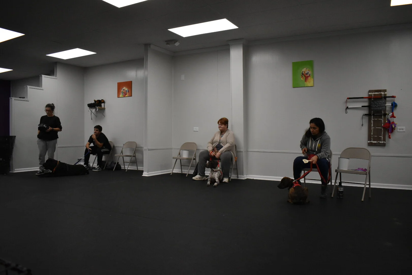 Group Dog Training Classes — Horns to Halos