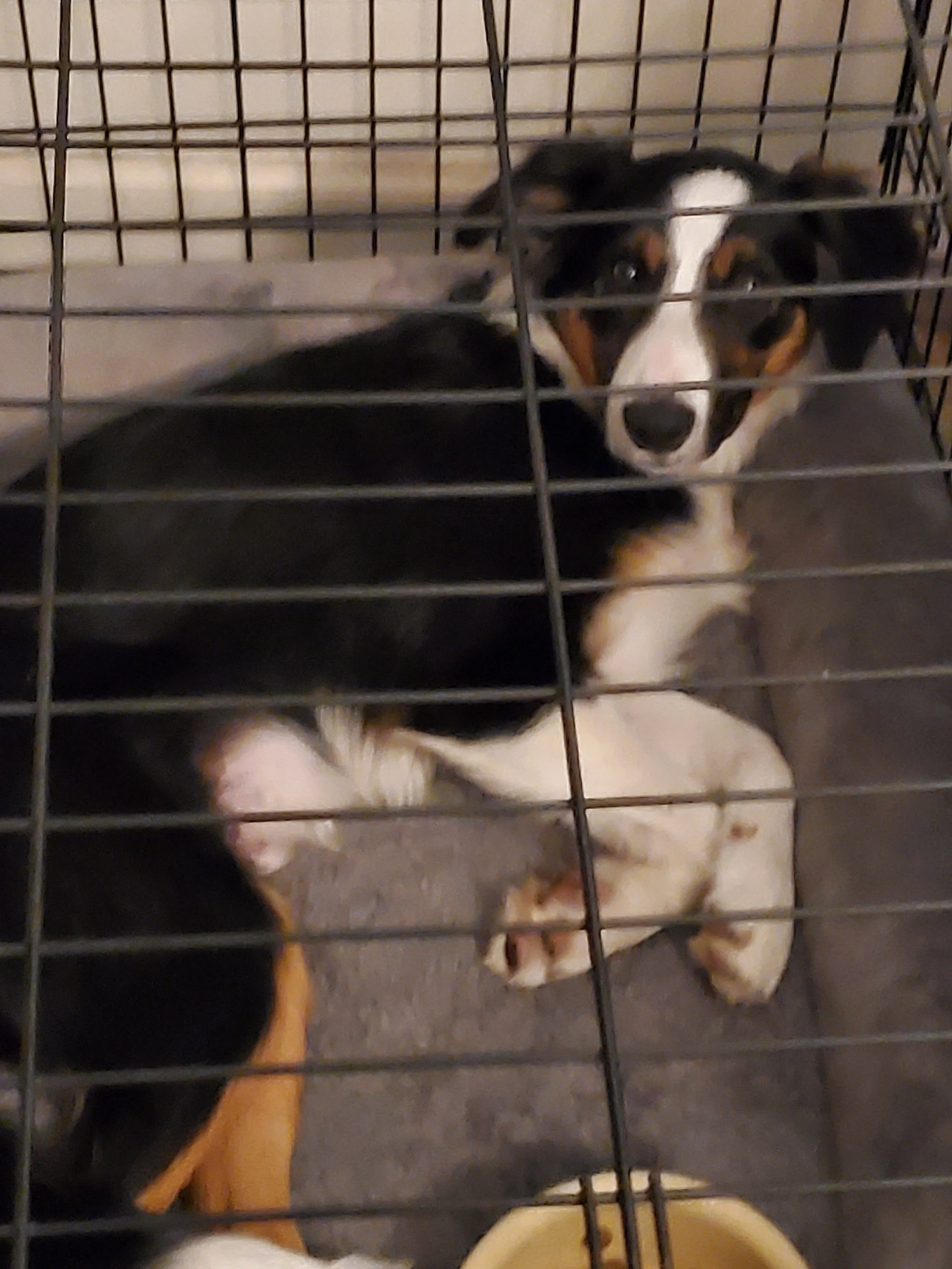 Puppy Training for Beginners