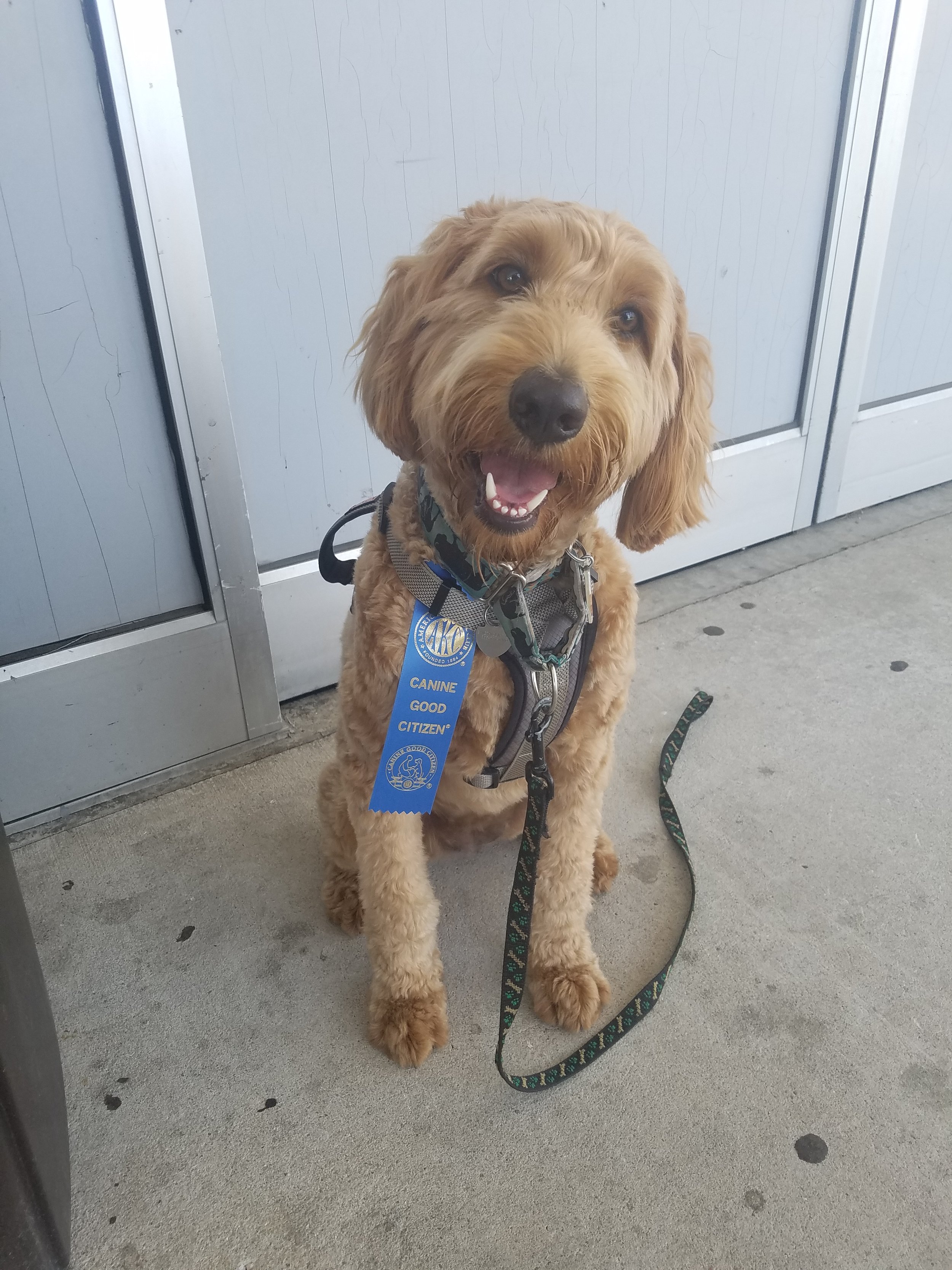 Group Dog Training Classes — Horns to Halos