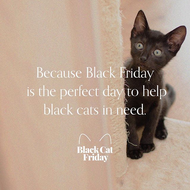 Turn the Amazon purchases you&rsquo;re going to make anyway into help for black cats who have lower adoption rates and higher euthanasia rates. Visit the link in bio and then click through to Amazon from there for an Amazon Smile donation to be made 