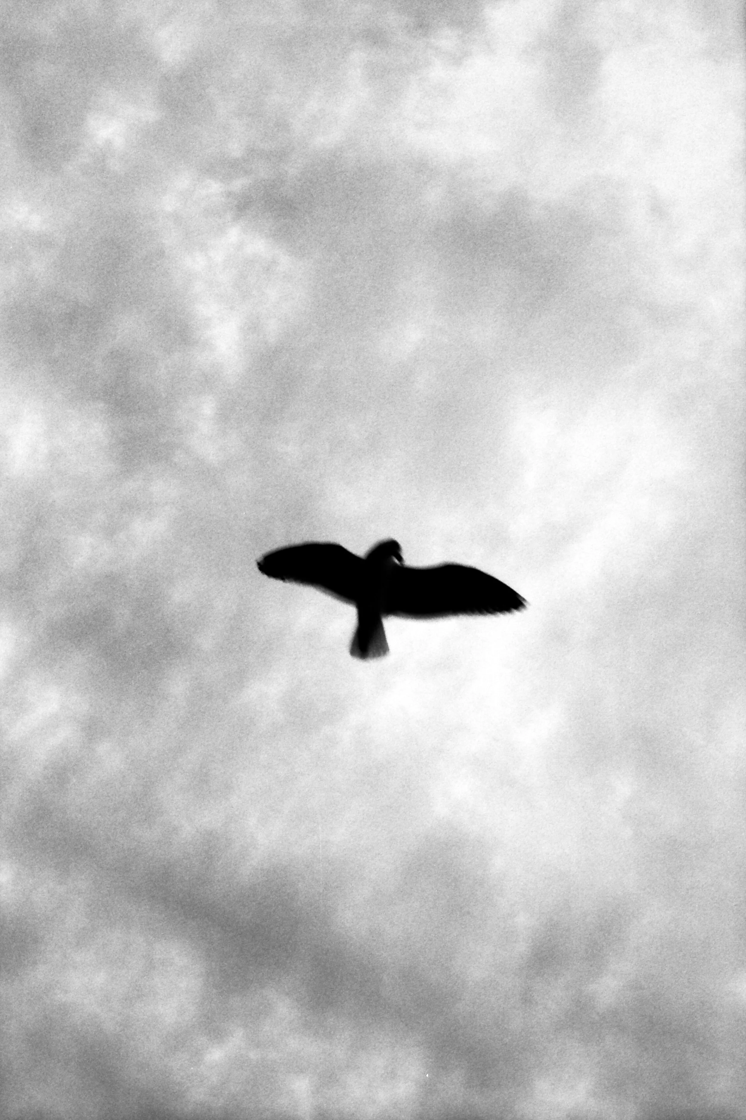 Fly.jpg