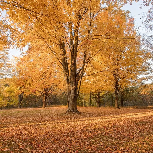 5:22. That's the exact time when I was driving by this area on Saturday afternoon and I realized how beautiful it was. I asked my brother to text me the time, so I would remember to return the same time the following day to capture this beauty.⁠
.⁠
.