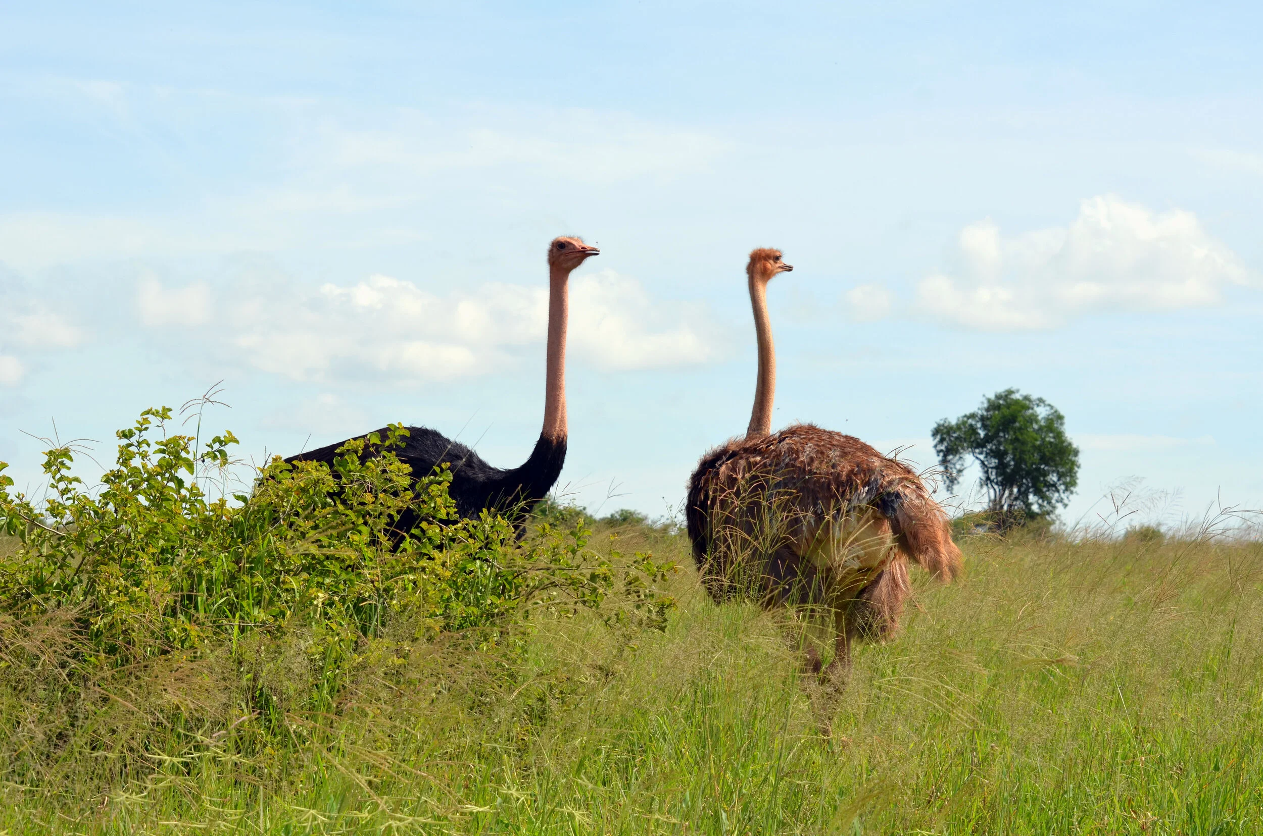 animals