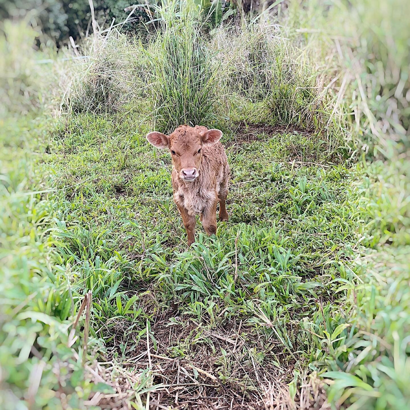 Sugar and spice and everything NAUGHTY!

That&rsquo;s what little Fawn is made of.

This little calf is causing quite the dust up with the chickens.

You see, Fawn enjoys chasing chickens. She runs at them, behind them, and looks puzzled when they do