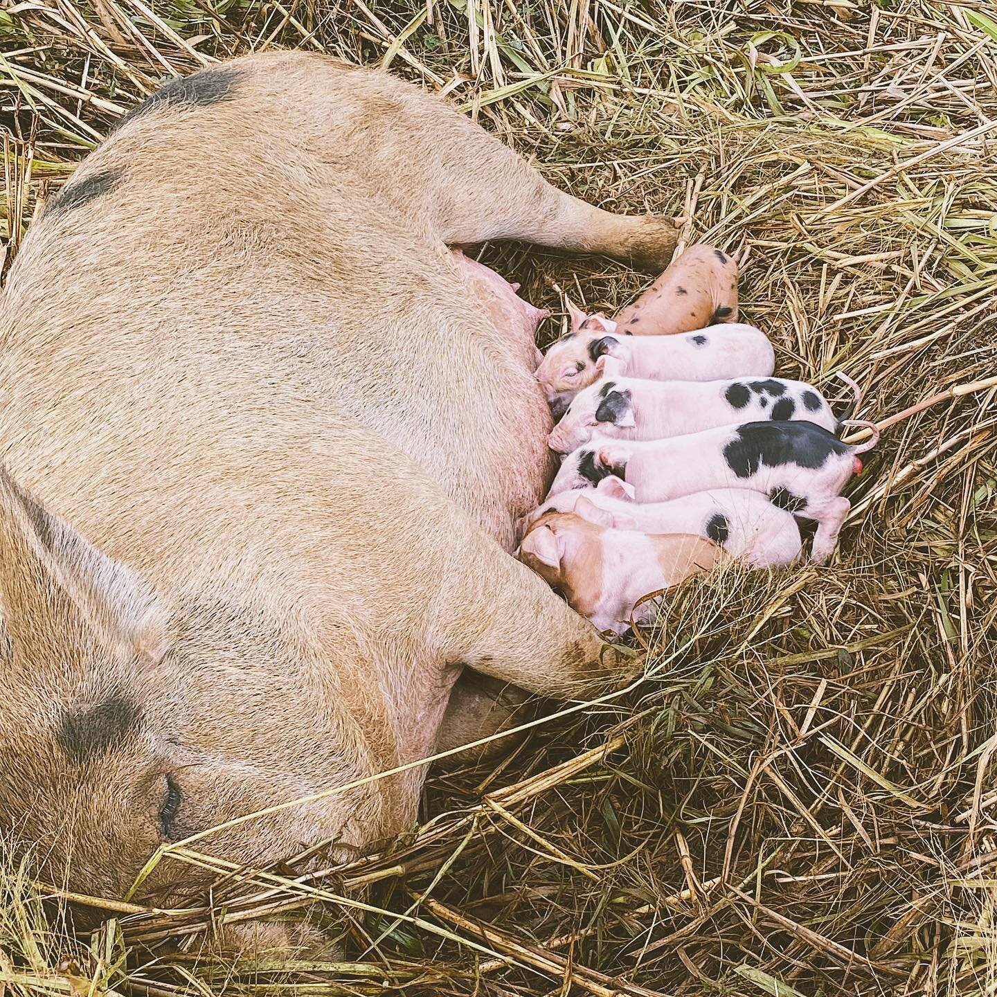 We&rsquo;ve come to expect the unexpected.

Betty was never supposed to be a breeder. She gained weight slowly, weaned herself at 2 weeks old preferring avocados over fighting with her 11 siblings, and she was pegged to be bacon...

But she fell in l