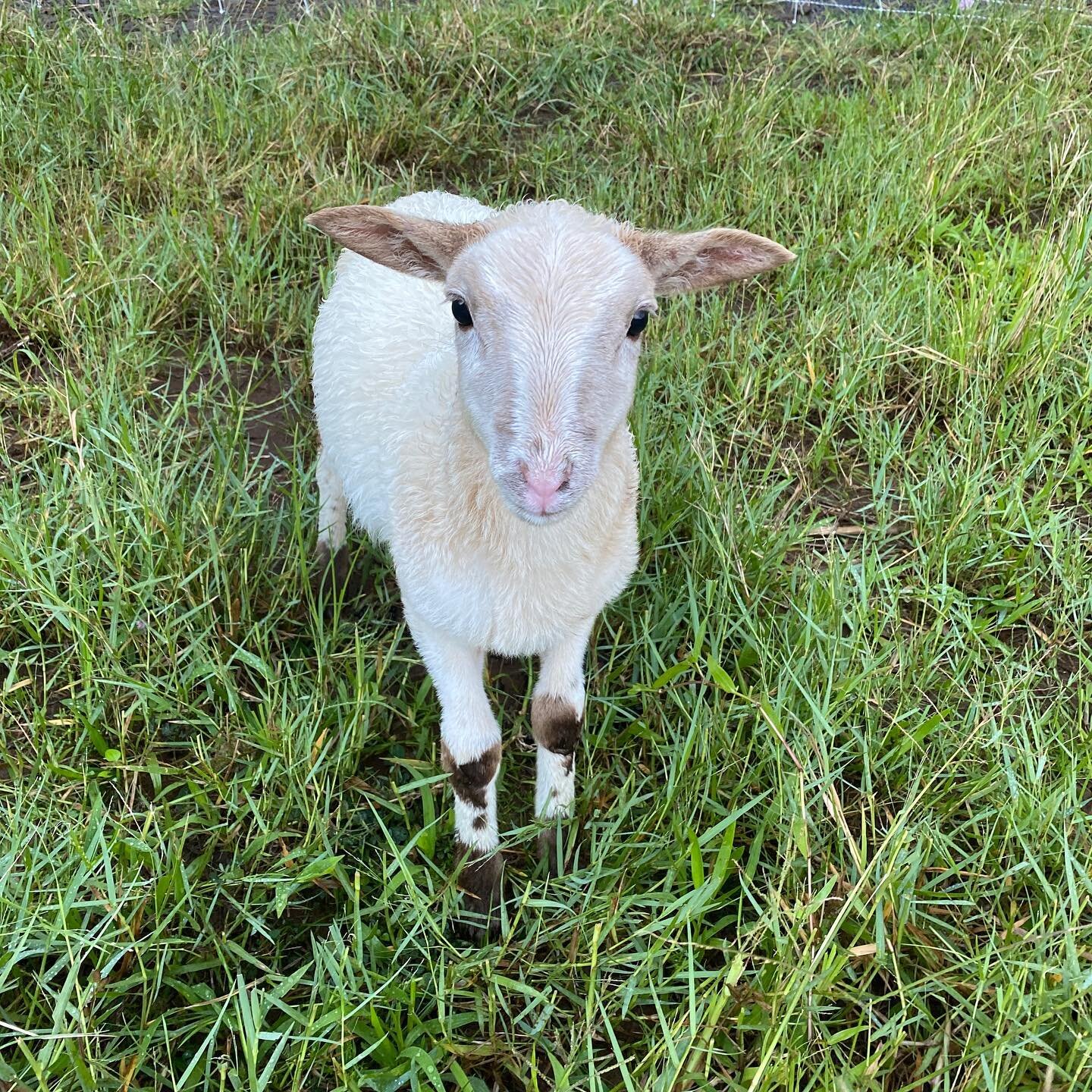 This little guy just wants attention! Send him some ❤️ below!

Did you hear the screams at the beginning of our farmhouse tour ? If not, check out our stories. Lamby has some pipes!

#lambsofinstagram #farmhouse #farmlife #sugarhillfarmstead #bottleb