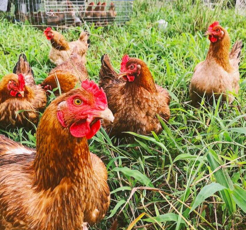 Raising Meat Birds on Pasture Course — Sugar Hill Farmstead