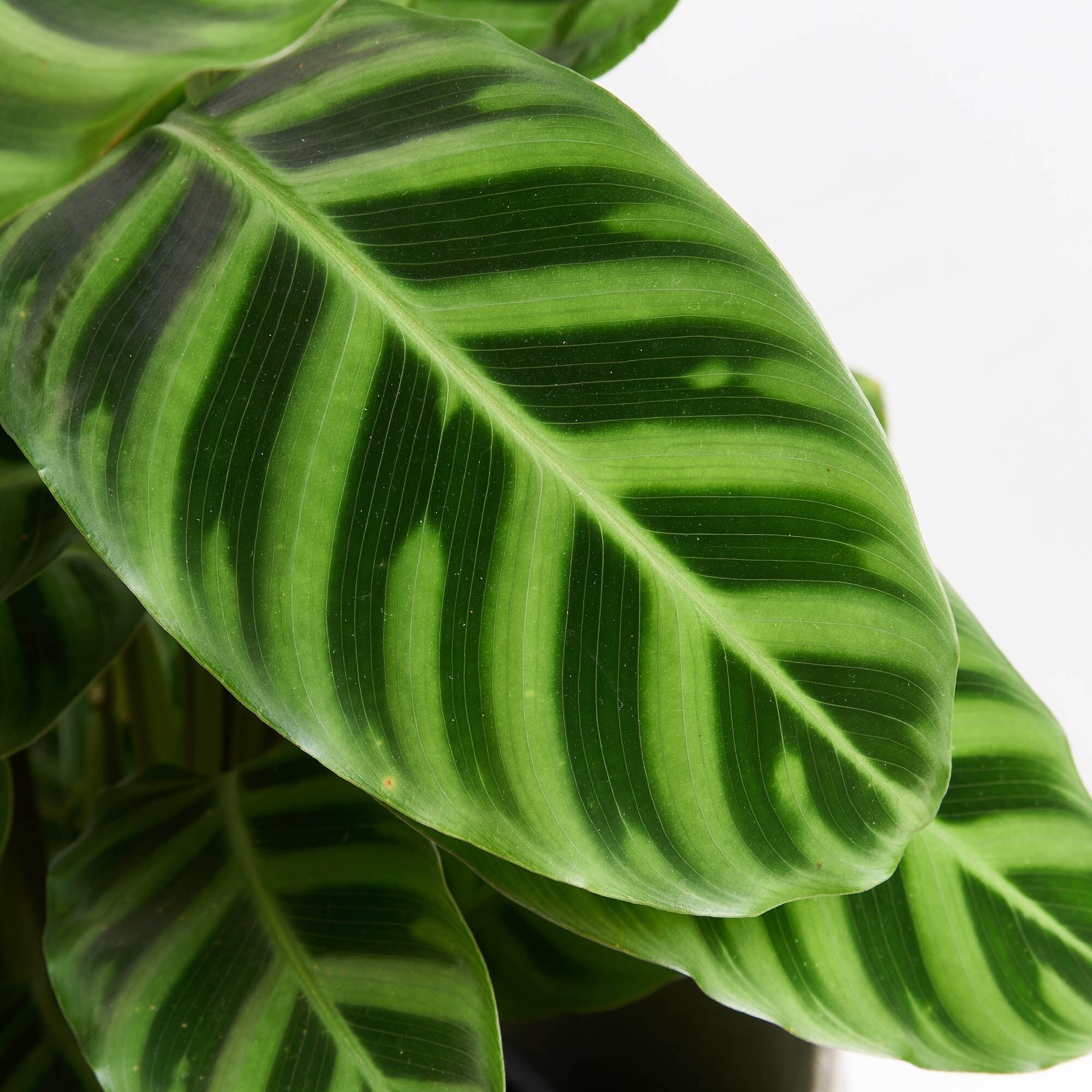 Calathea zebrina indoor plants Melbourne