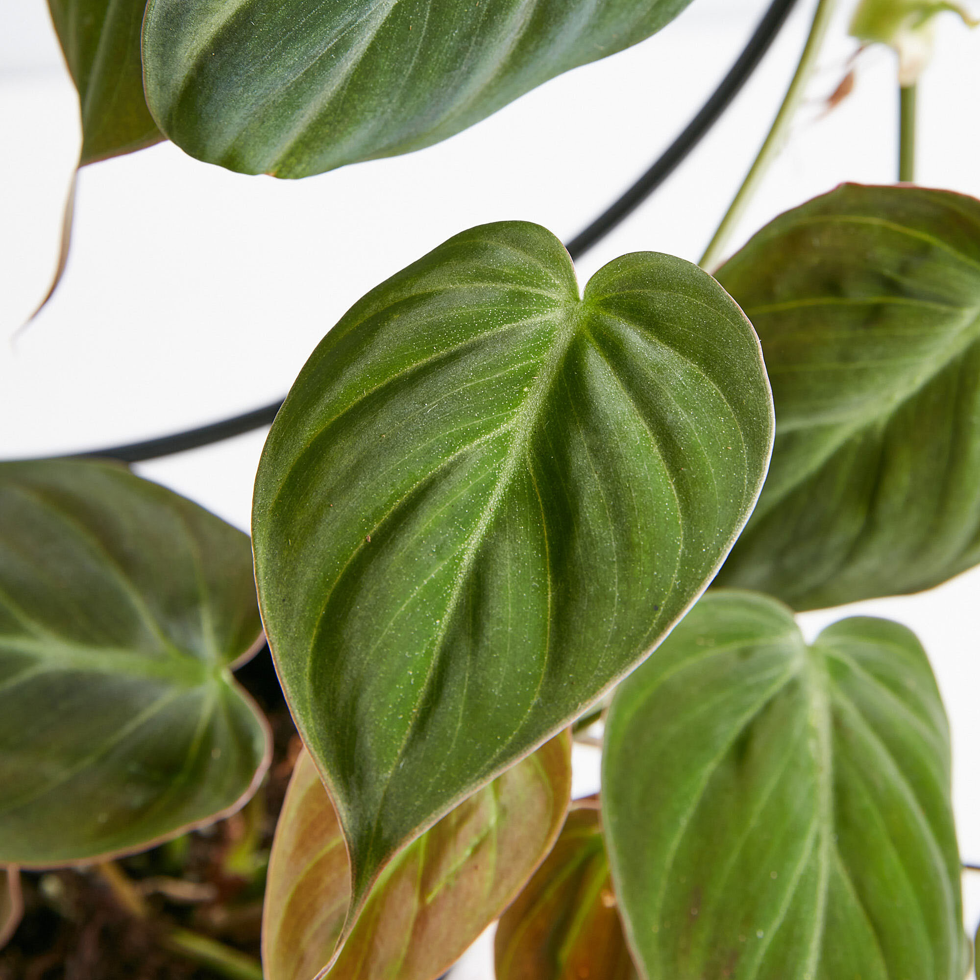 philodendron-velvet-w_4297.jpg