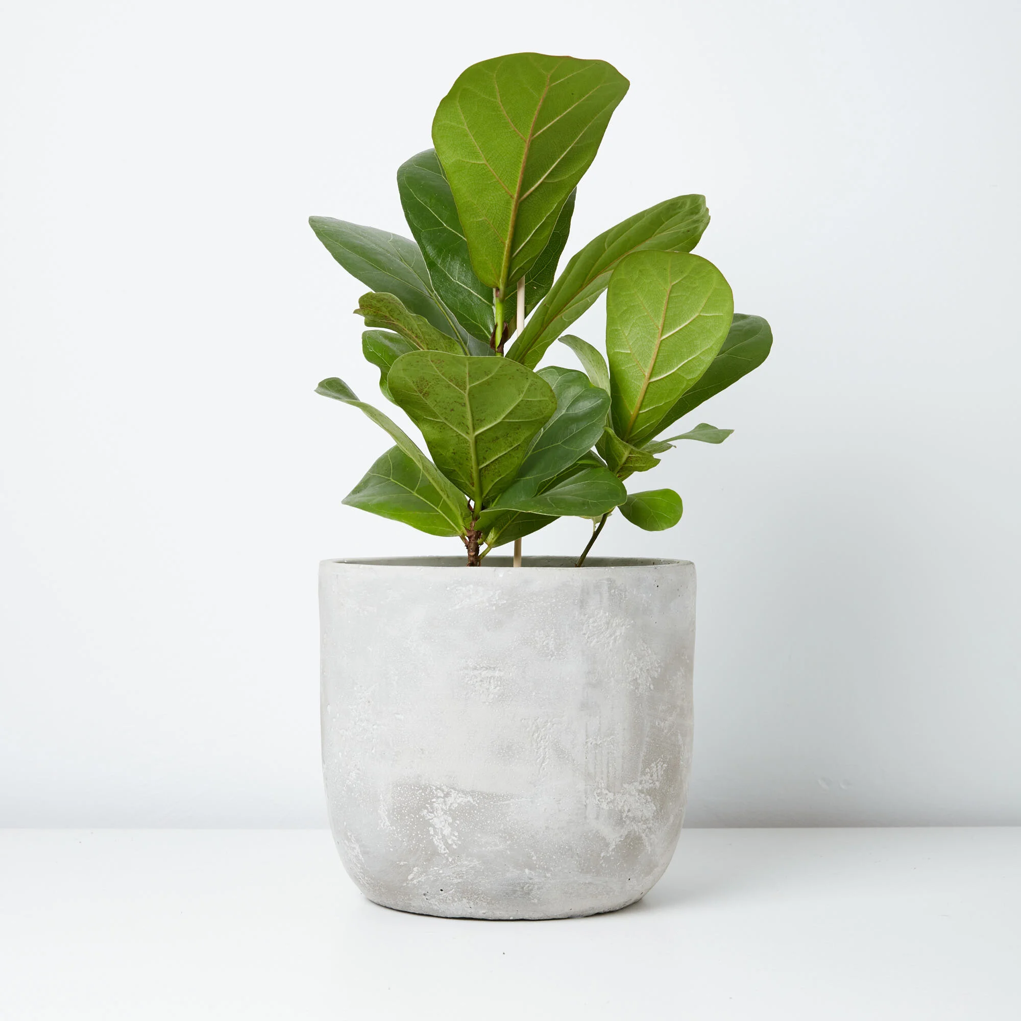 ficus-bambino-co_329.jpg
