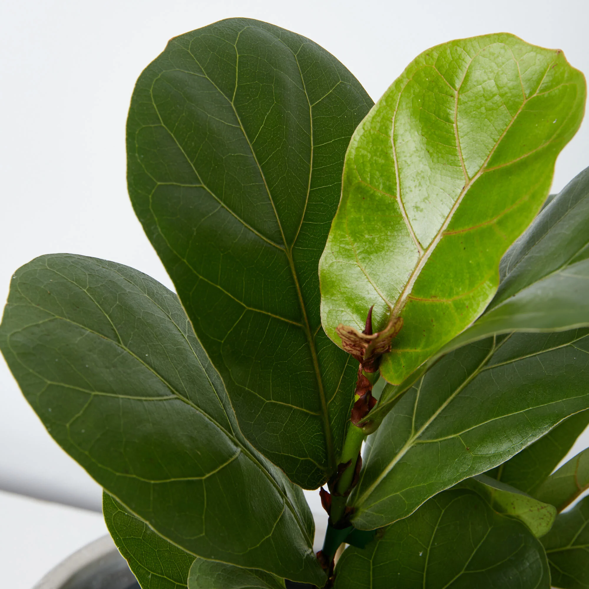 ficus-bambino-co_333.jpg