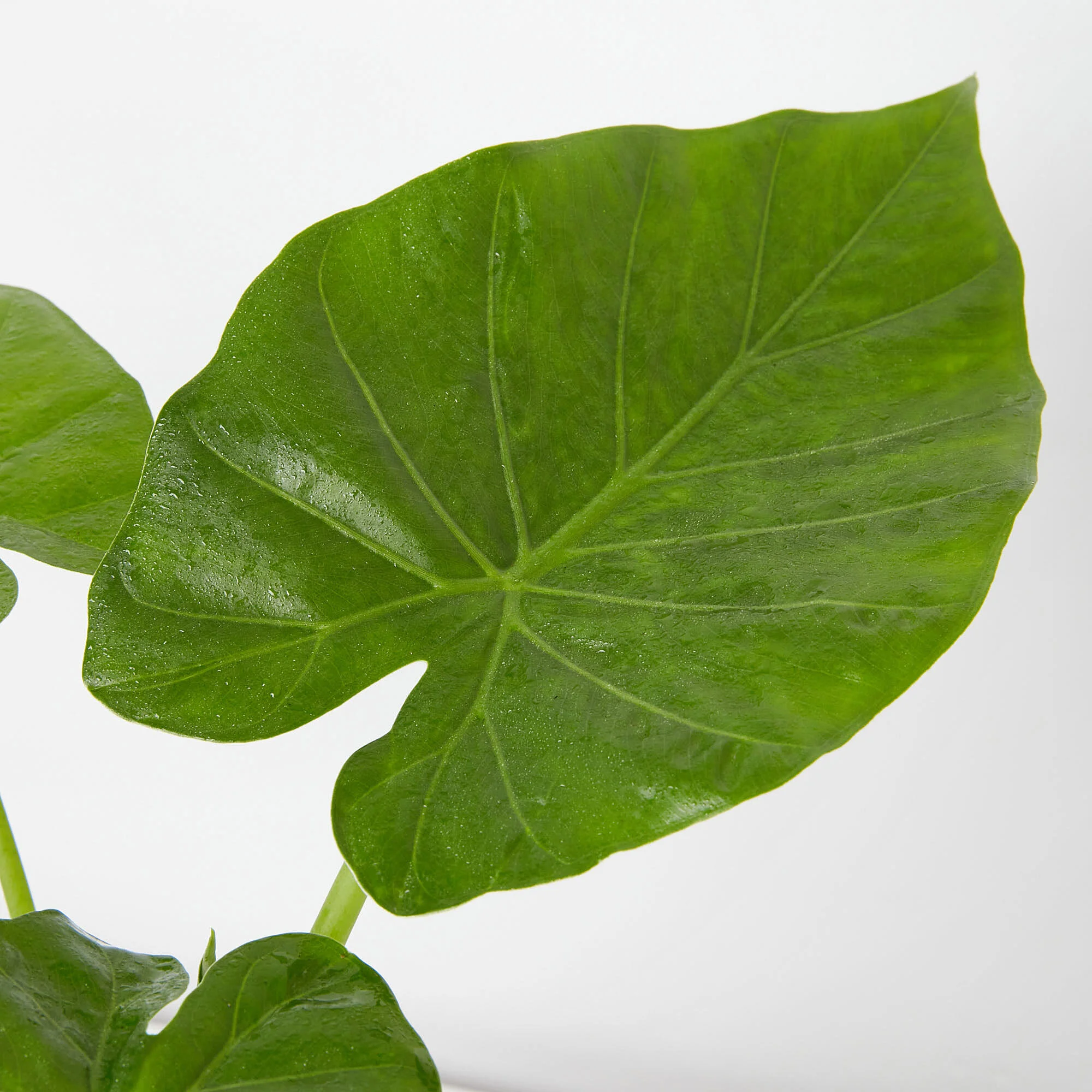 Alocasia macrorrhizos elephant ear (Copy)