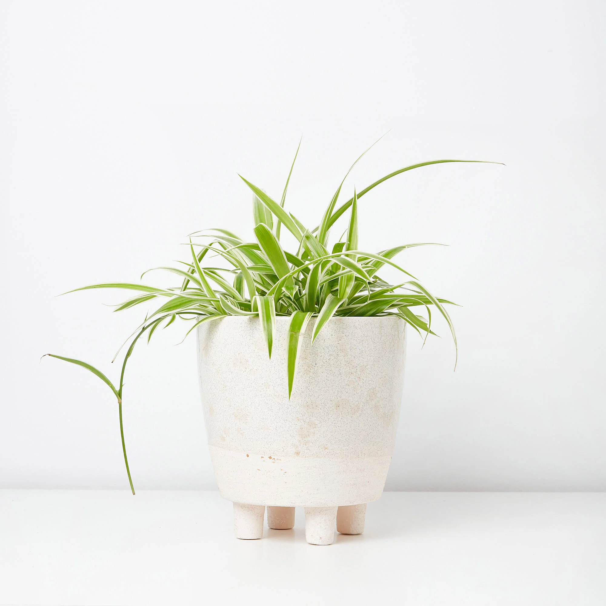 chlorophytum-comosum-ocean_065.jpg