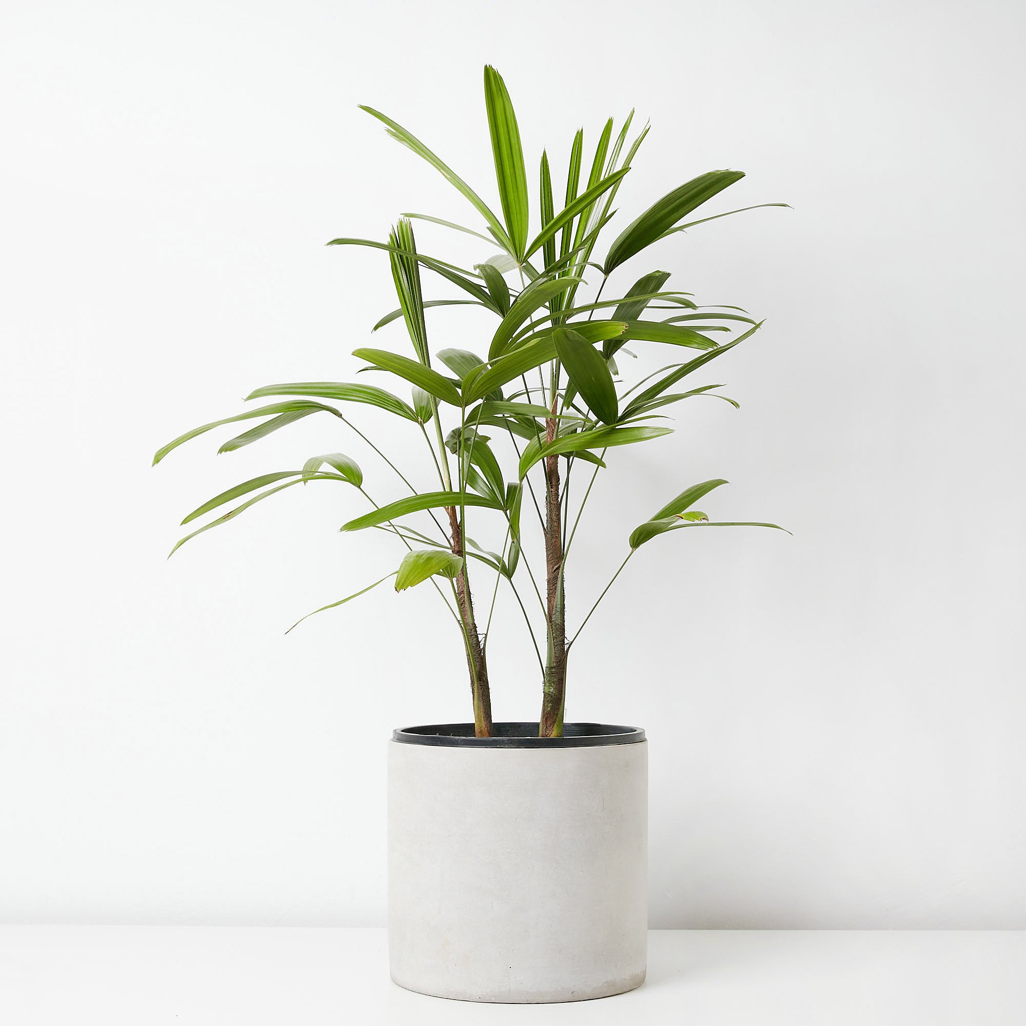 rhapis-palm-20.jpg
