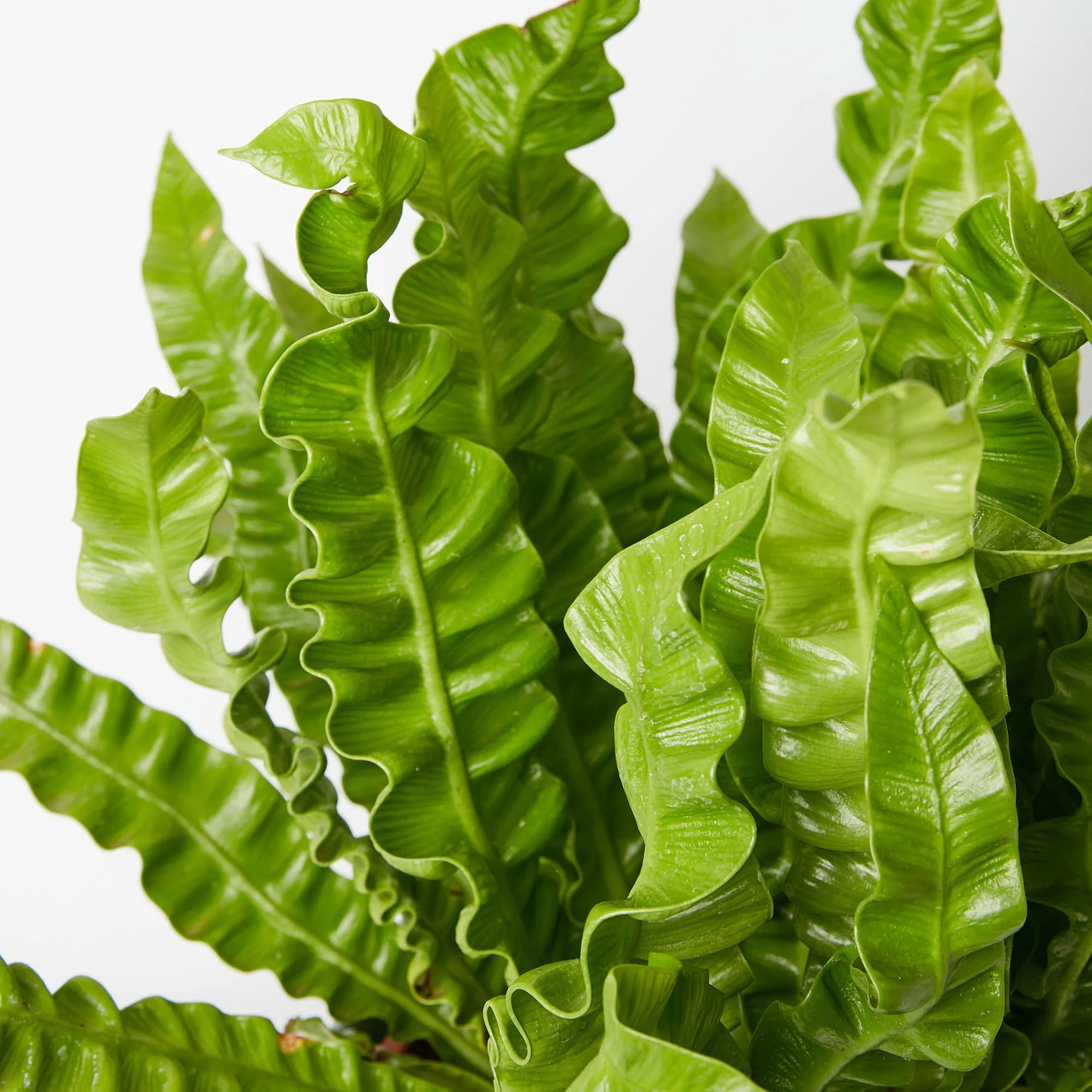 Asplenium crispy wave buy Richmond 3121