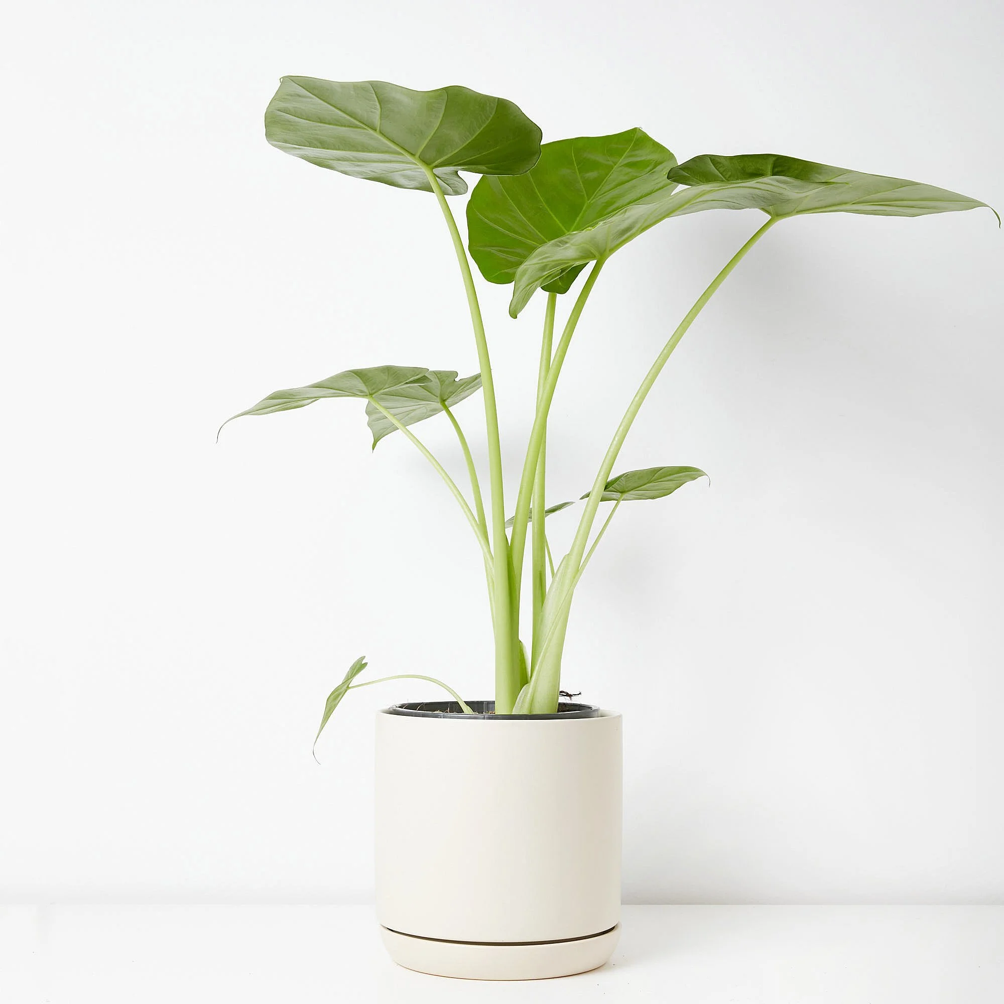 alocasia-maccrorhizos-17-c-348.jpg