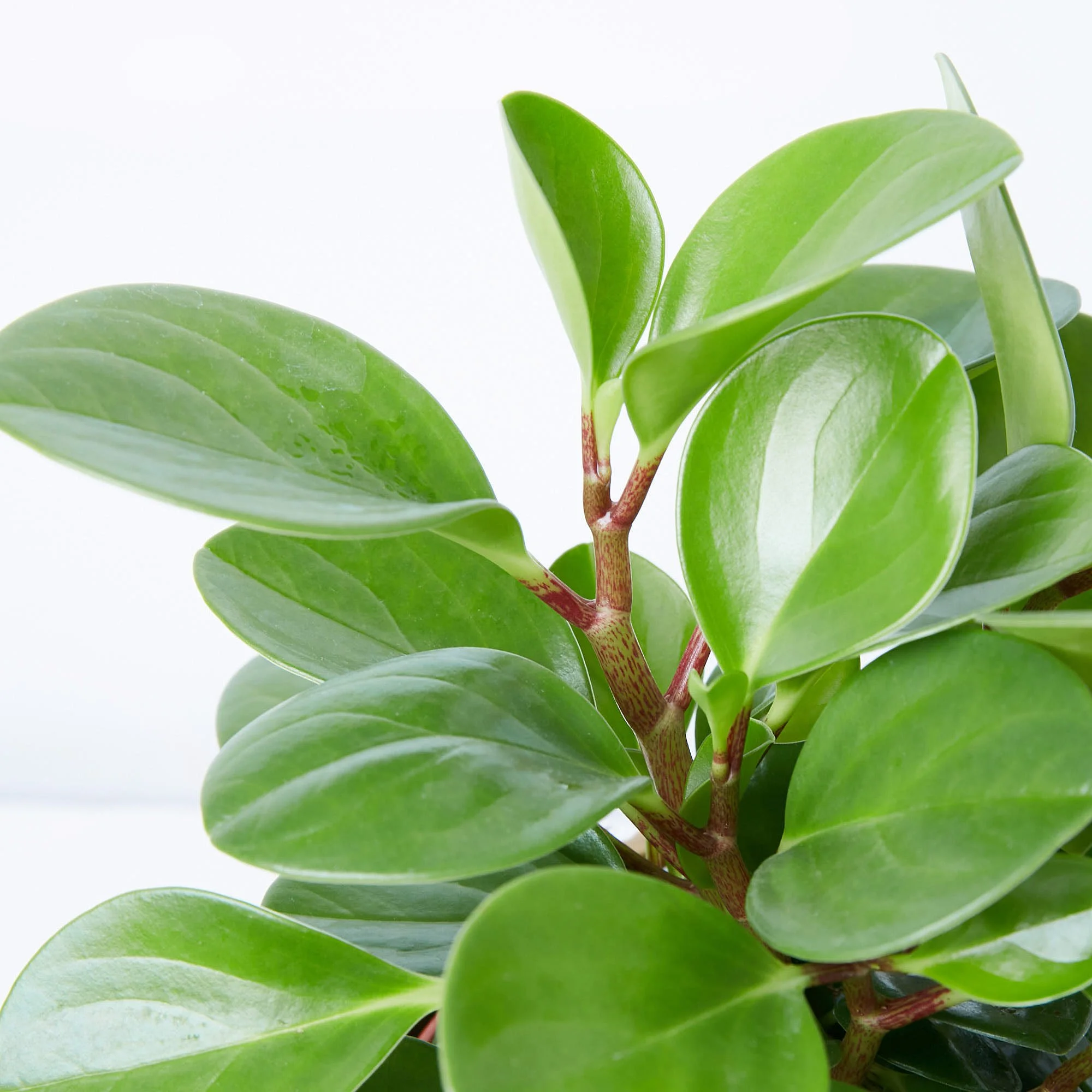 Peperomia obtusifolia