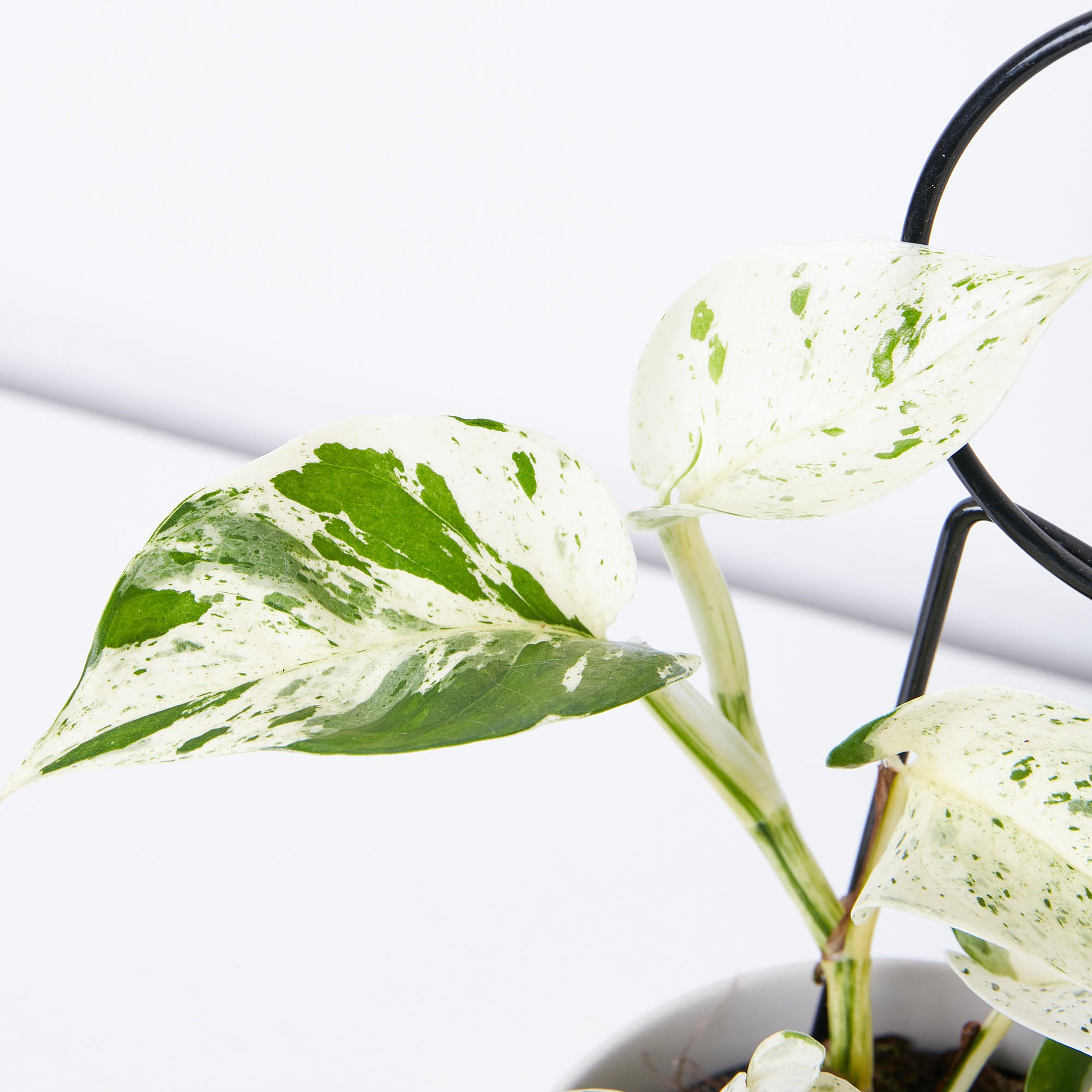 Epipremnum marble queen