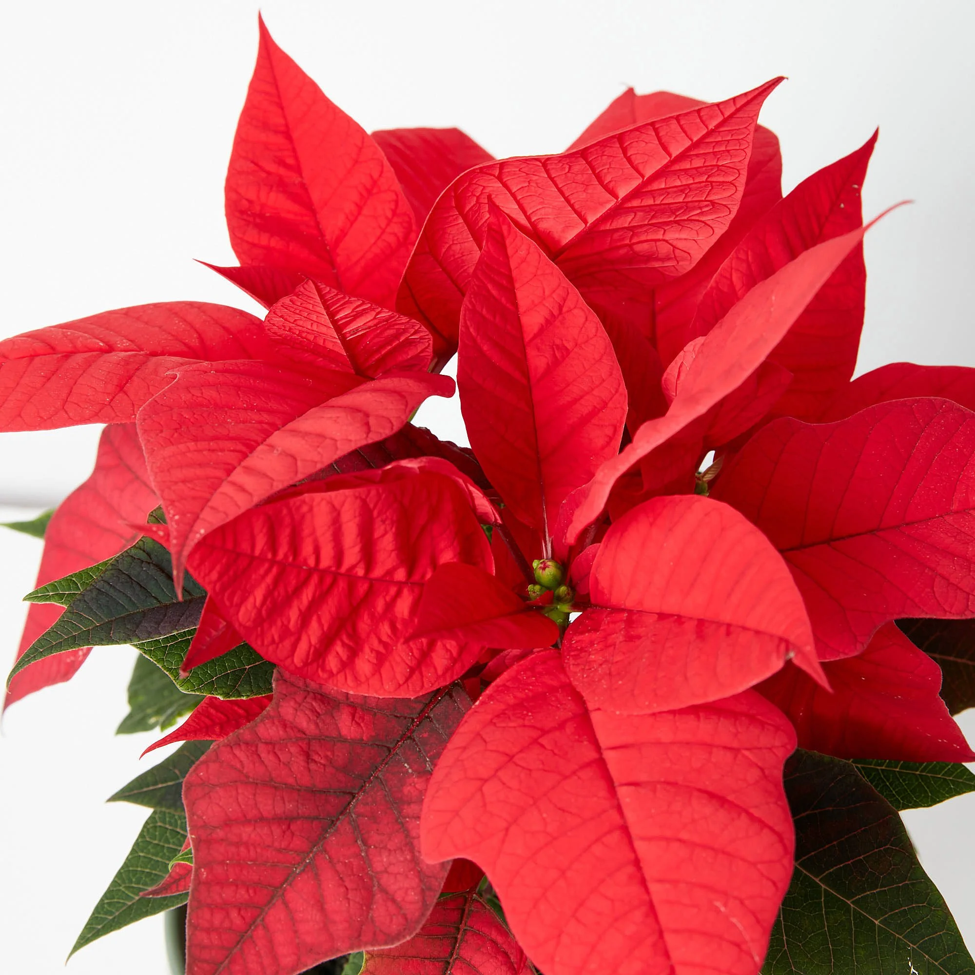 good Christmas gift ideas Melbourne