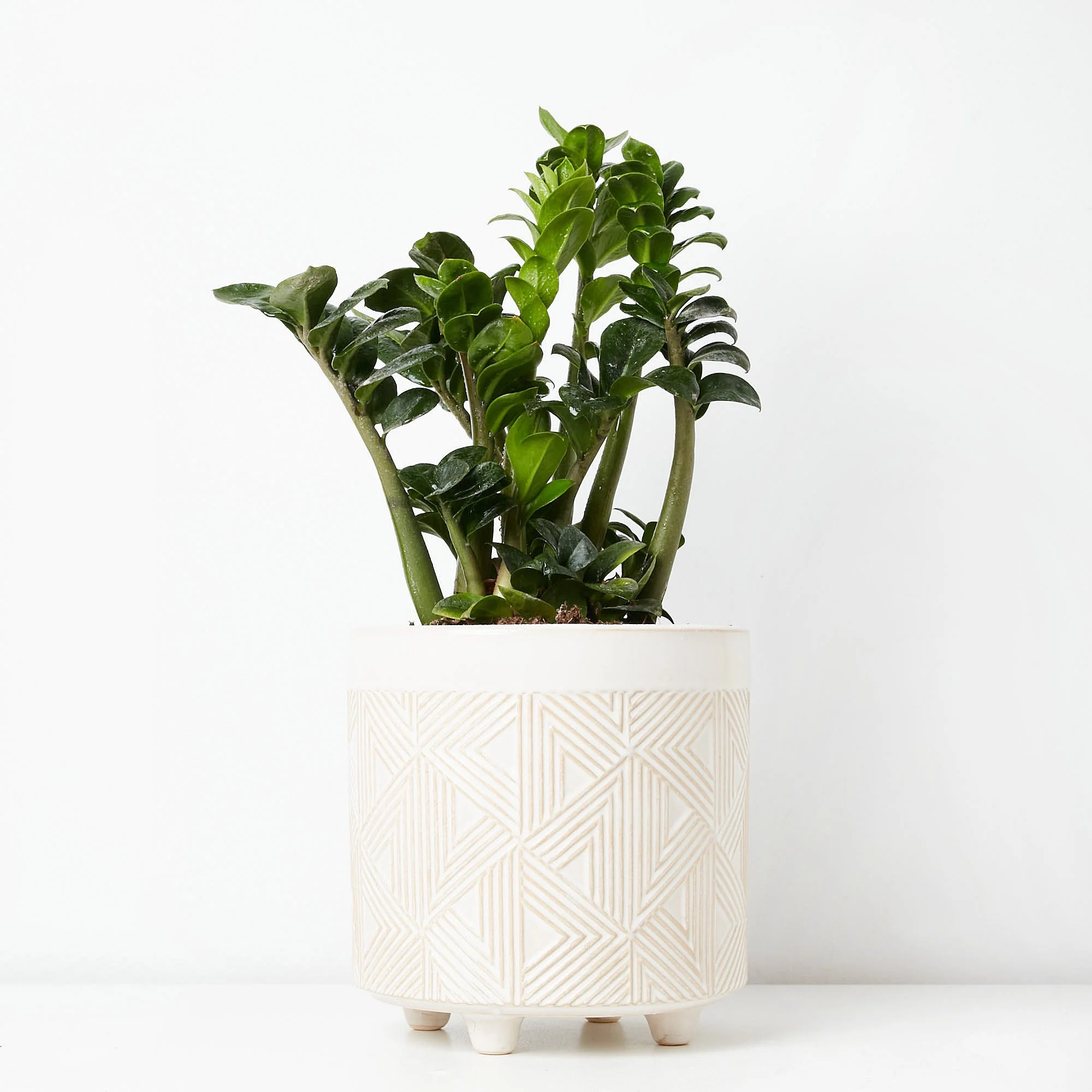 ZZ plant zanzibar zenzii