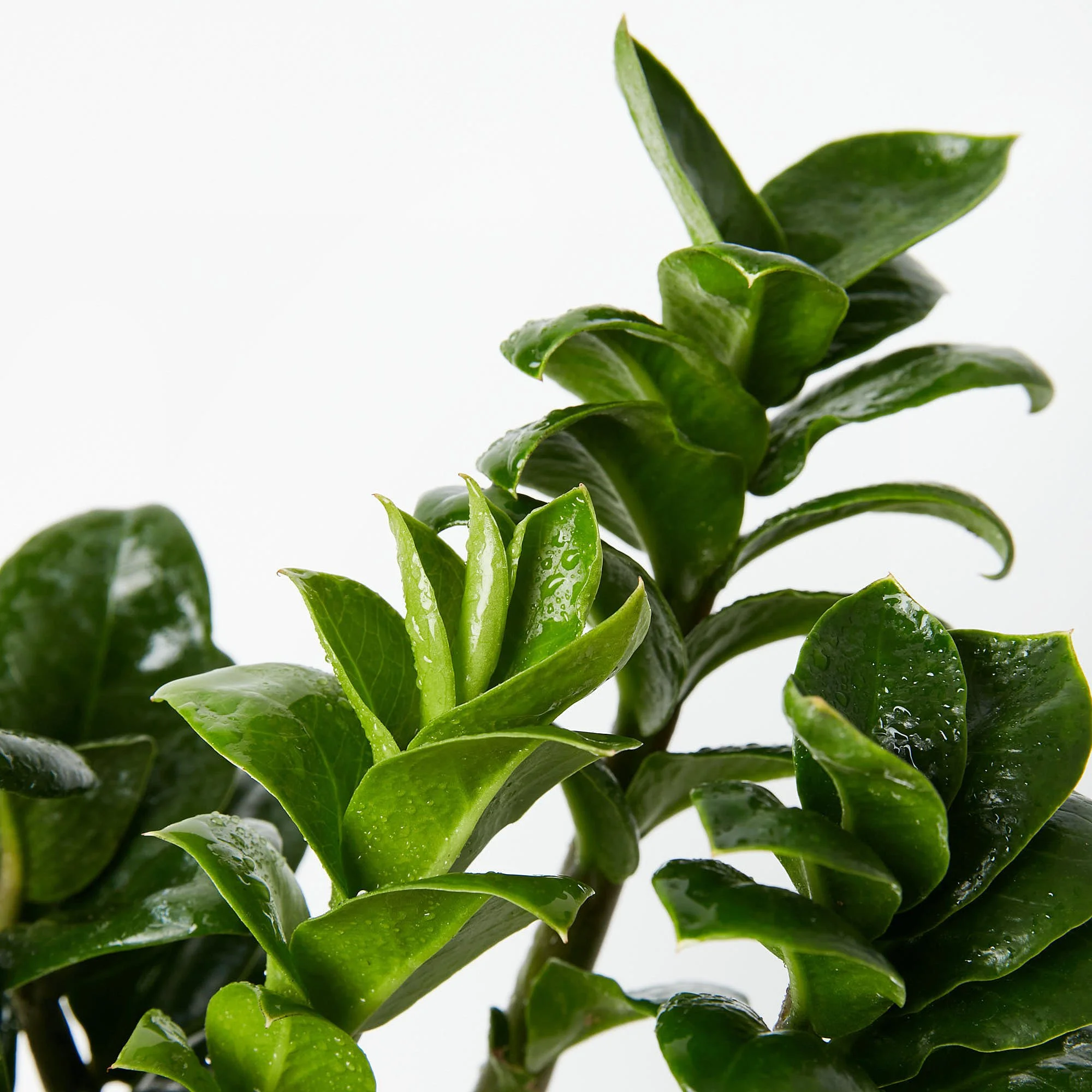 Zamioculcas zamiifolia ‘Zenzii’