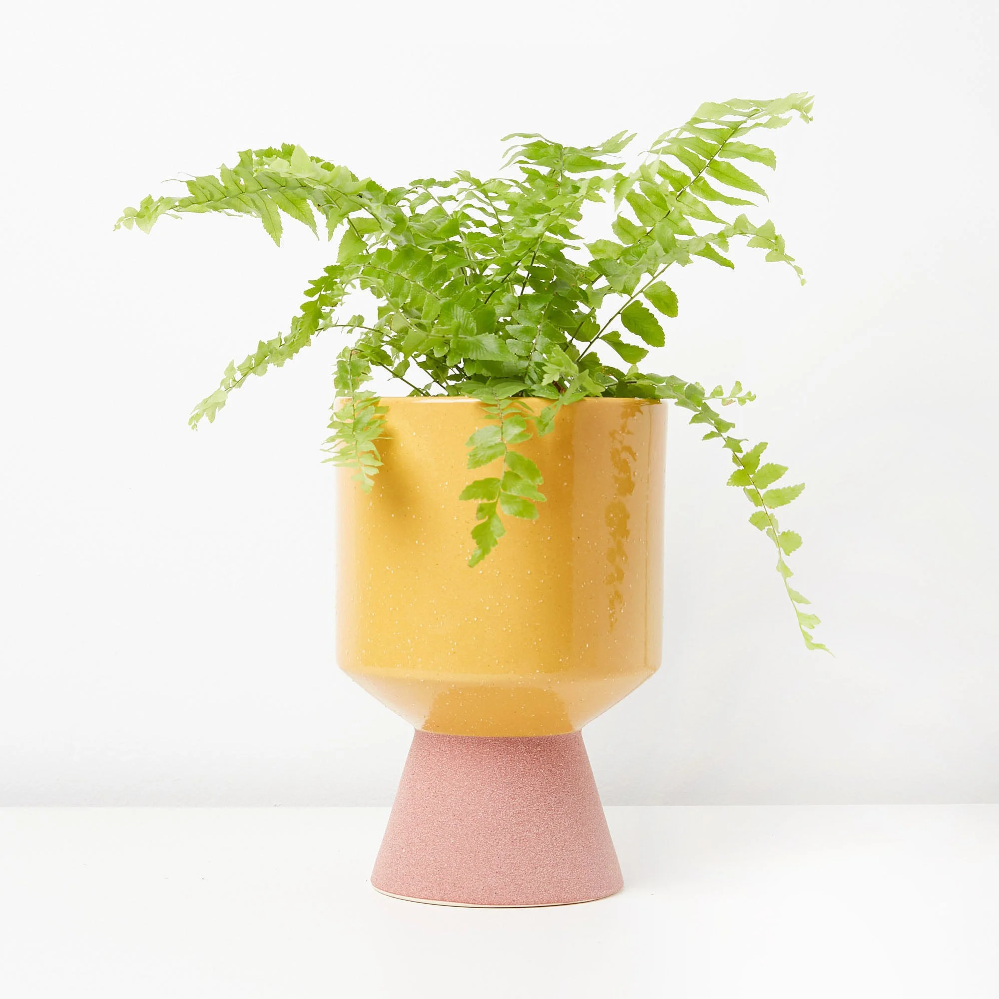 macho-fern-ped-m-1.jpg