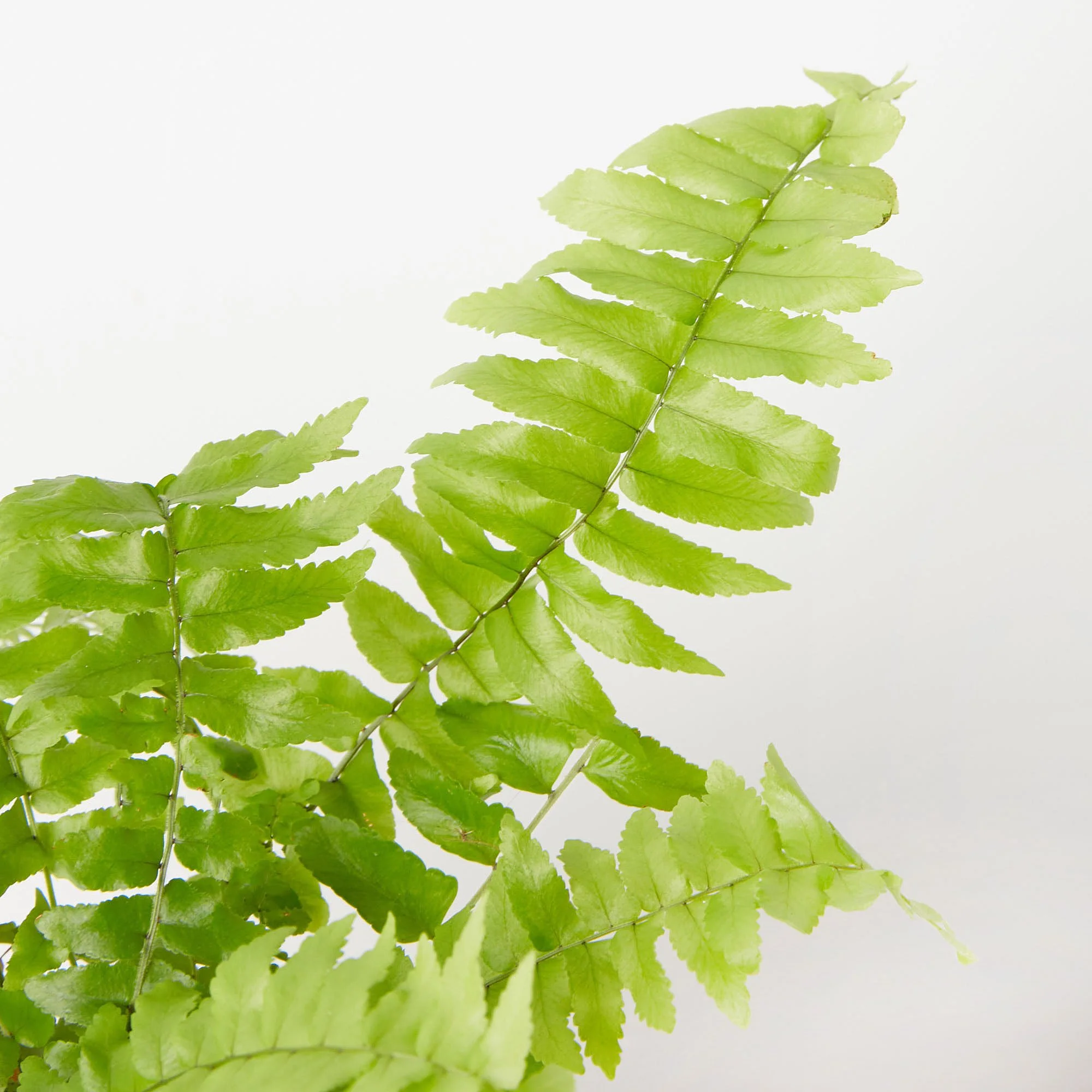 macho-fern-ped-m-2.jpg