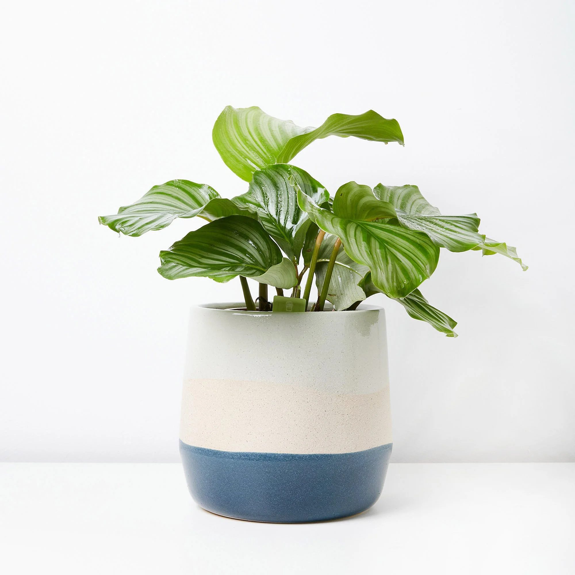 calathea-orbifolia-17-191.jpg