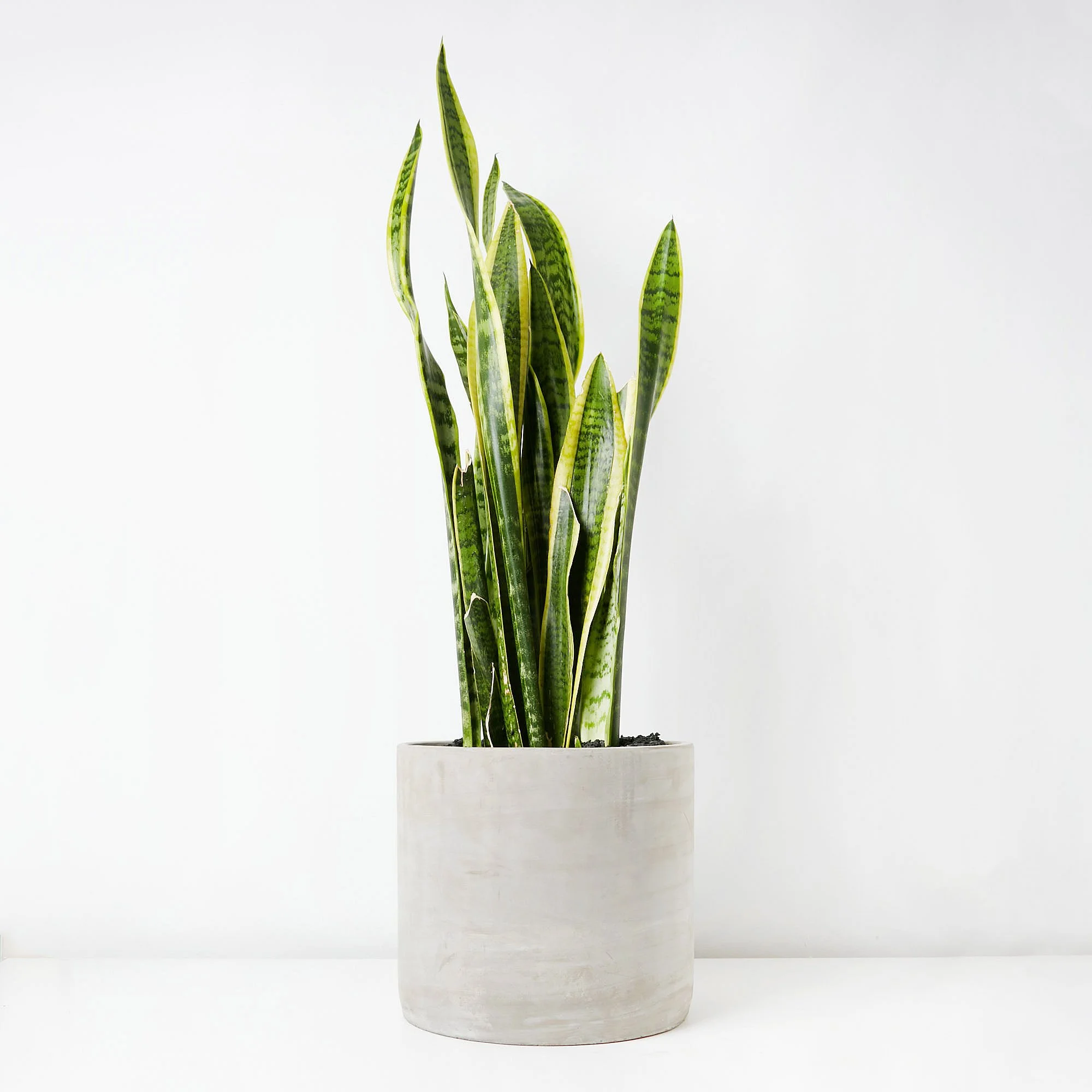 sansevieria-24-197.jpg